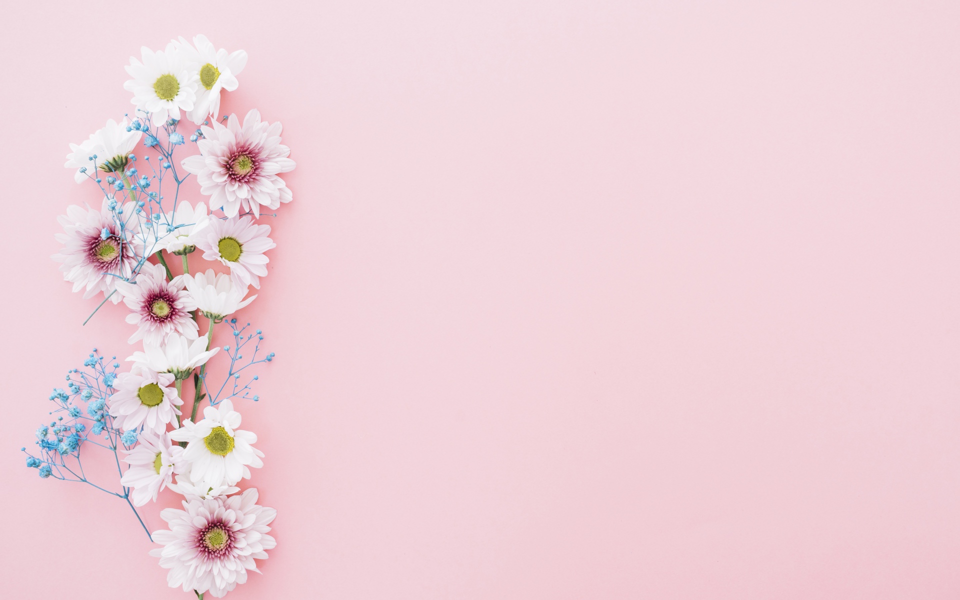 Цветы хризантемы на розовом фоне