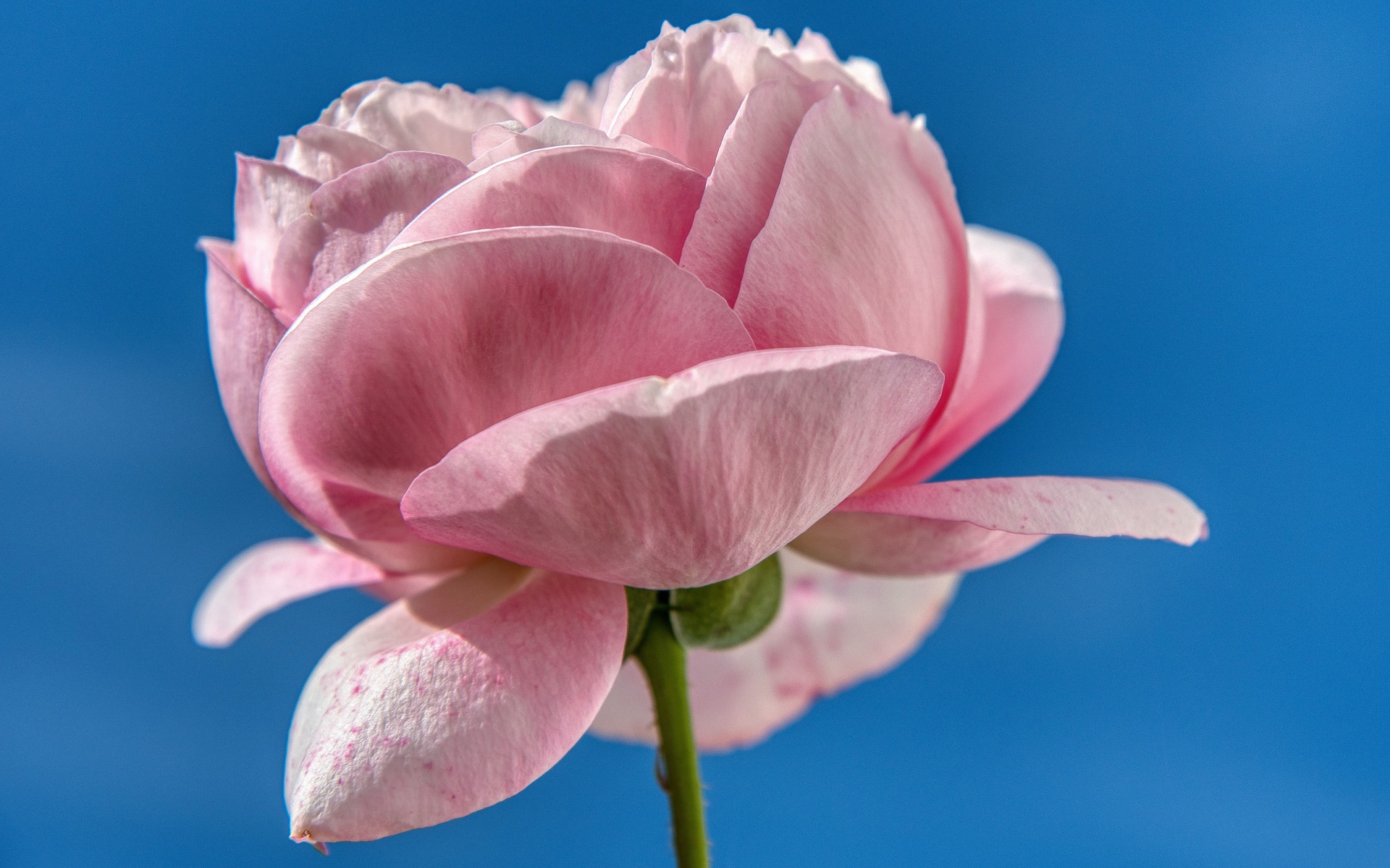 Нежная розовая роза на фоне голубого неба 