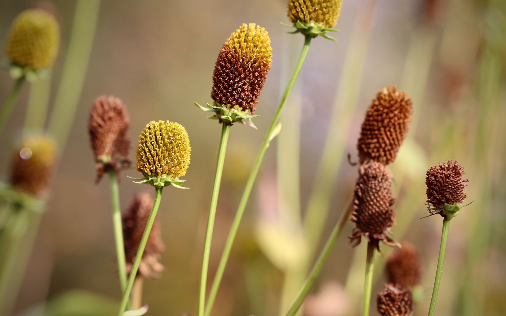 Отцветшие стебли цветков эхинацеи