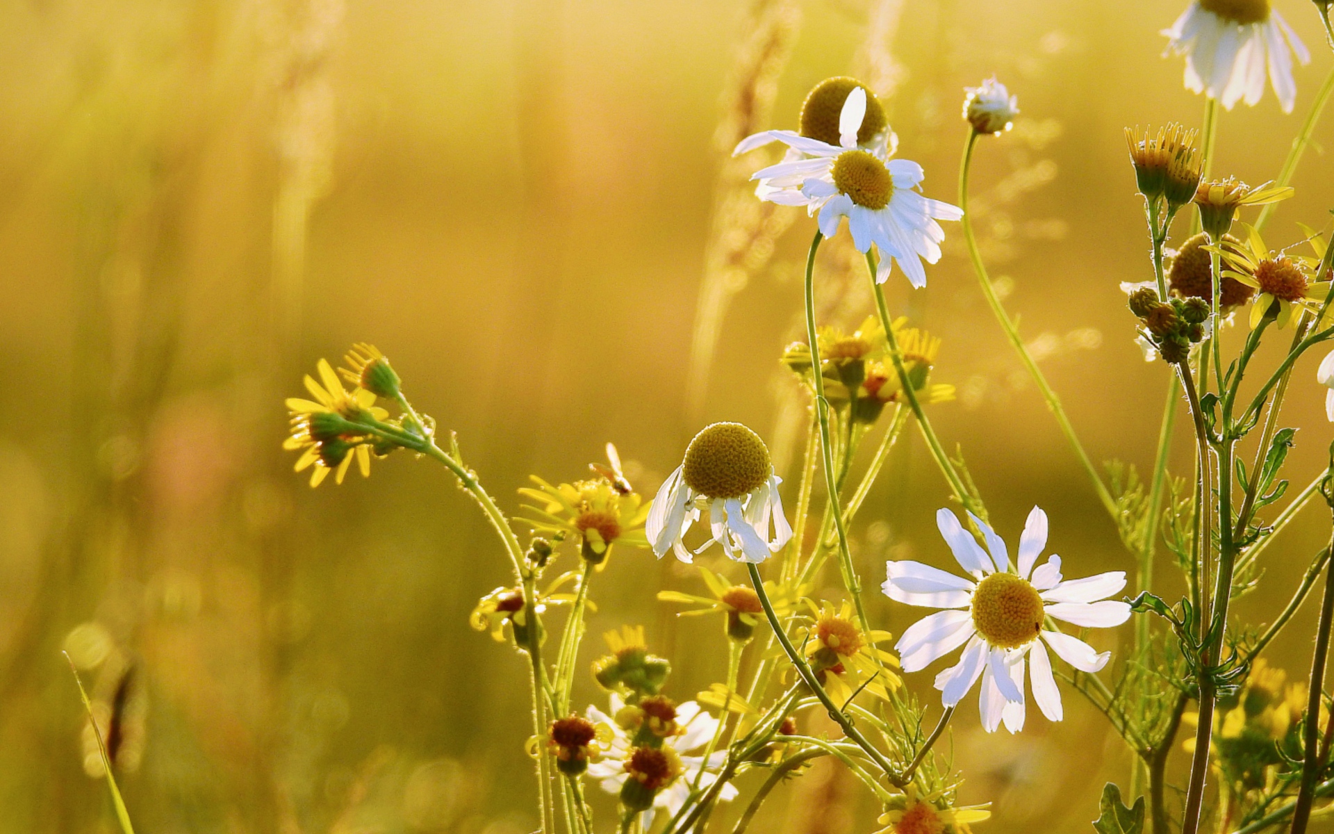 Полевые ромашки и желтые цветы на поле 