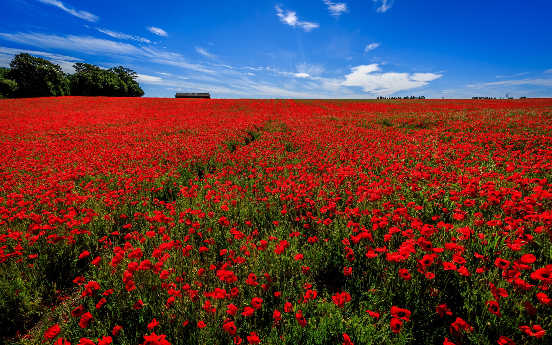 Поле красных маков под голубым небом летом