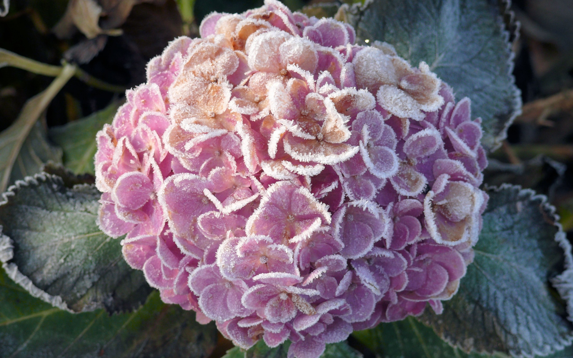 Покрытая инеем гортензия с зелеными листьями