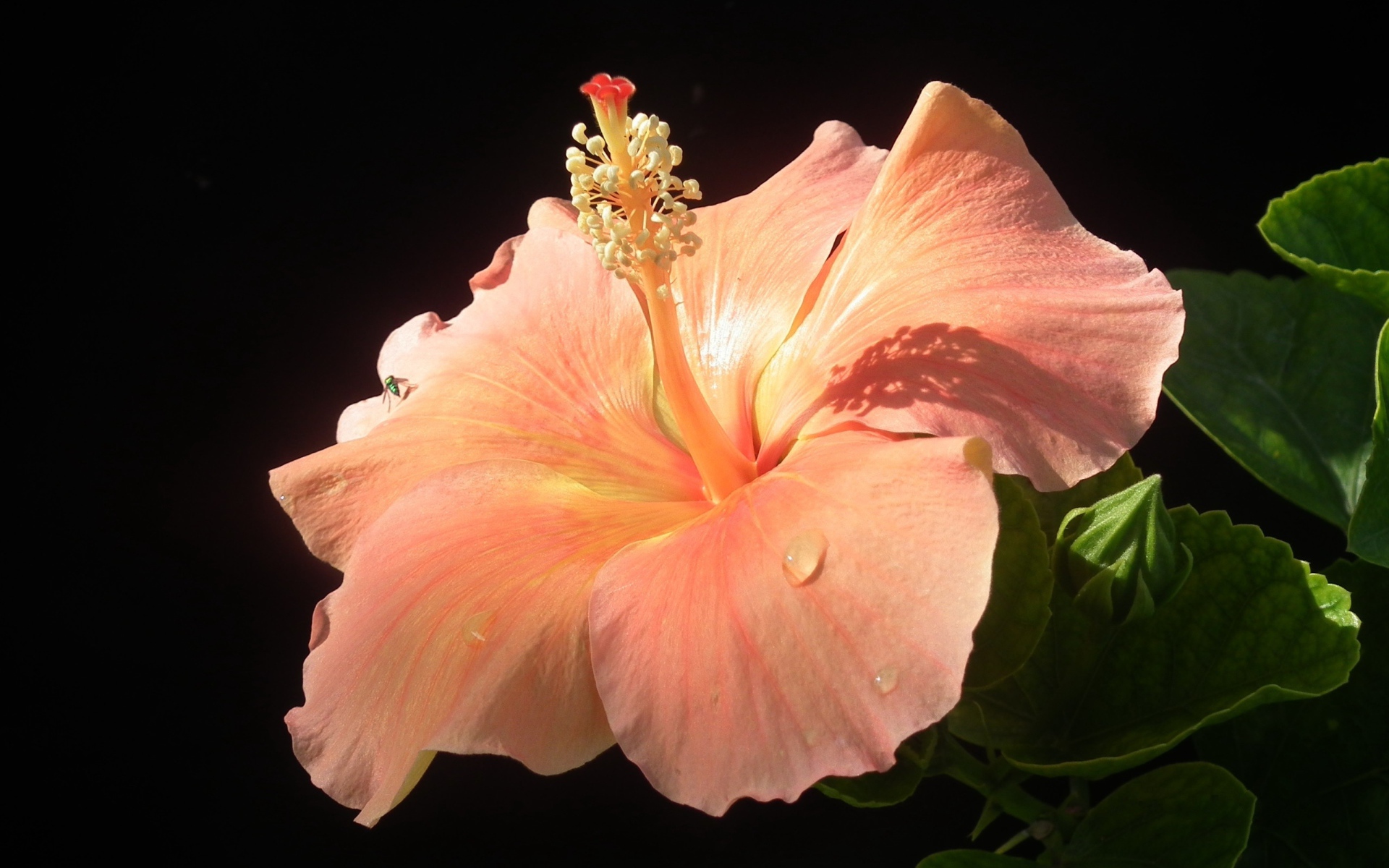 Большой розовый гибискус с бутонами на черном фоне