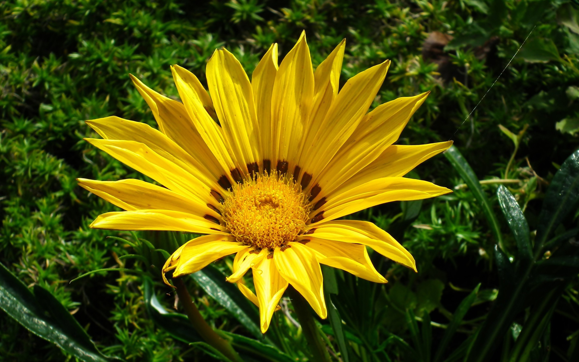 Large yellow gazania flower in a flower bed