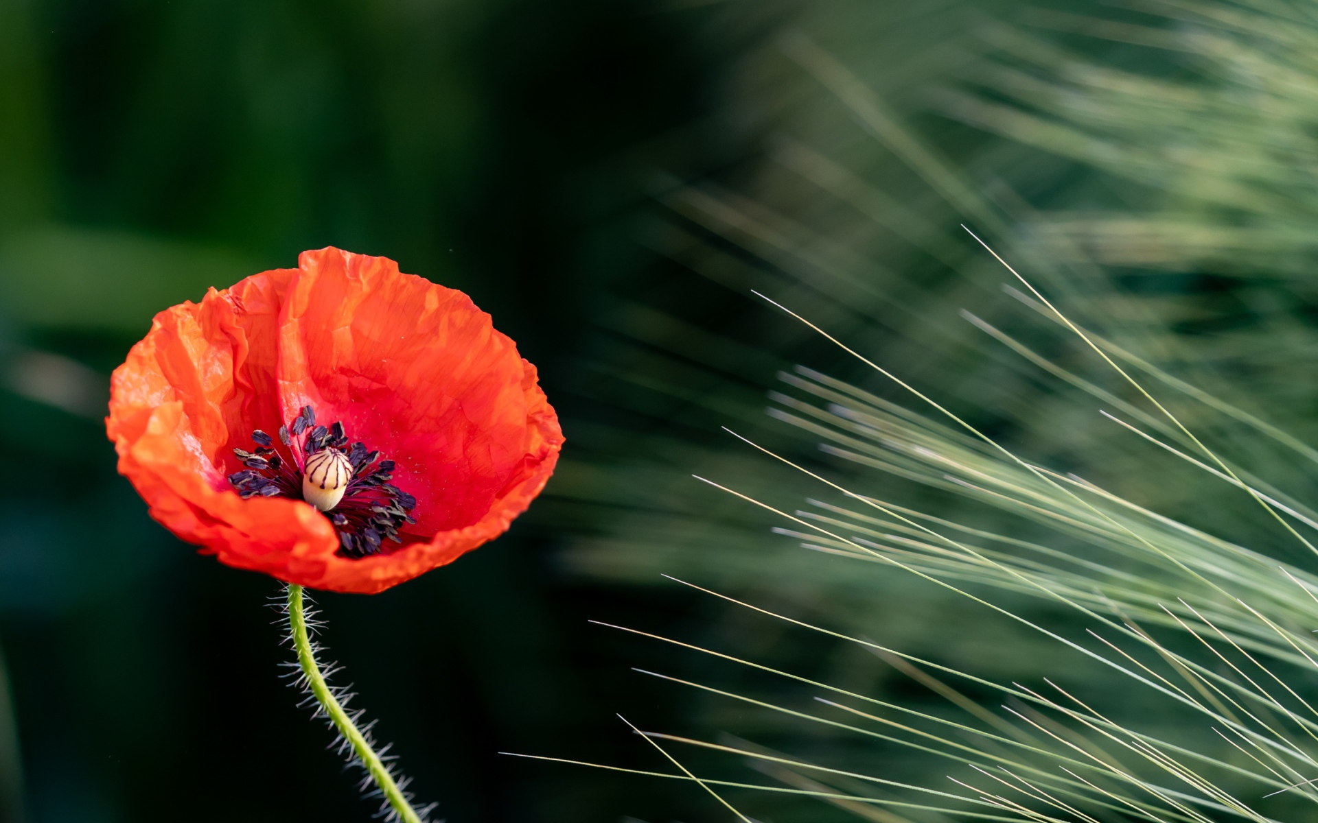 Одинокий красный мак на поле с пшеницей 