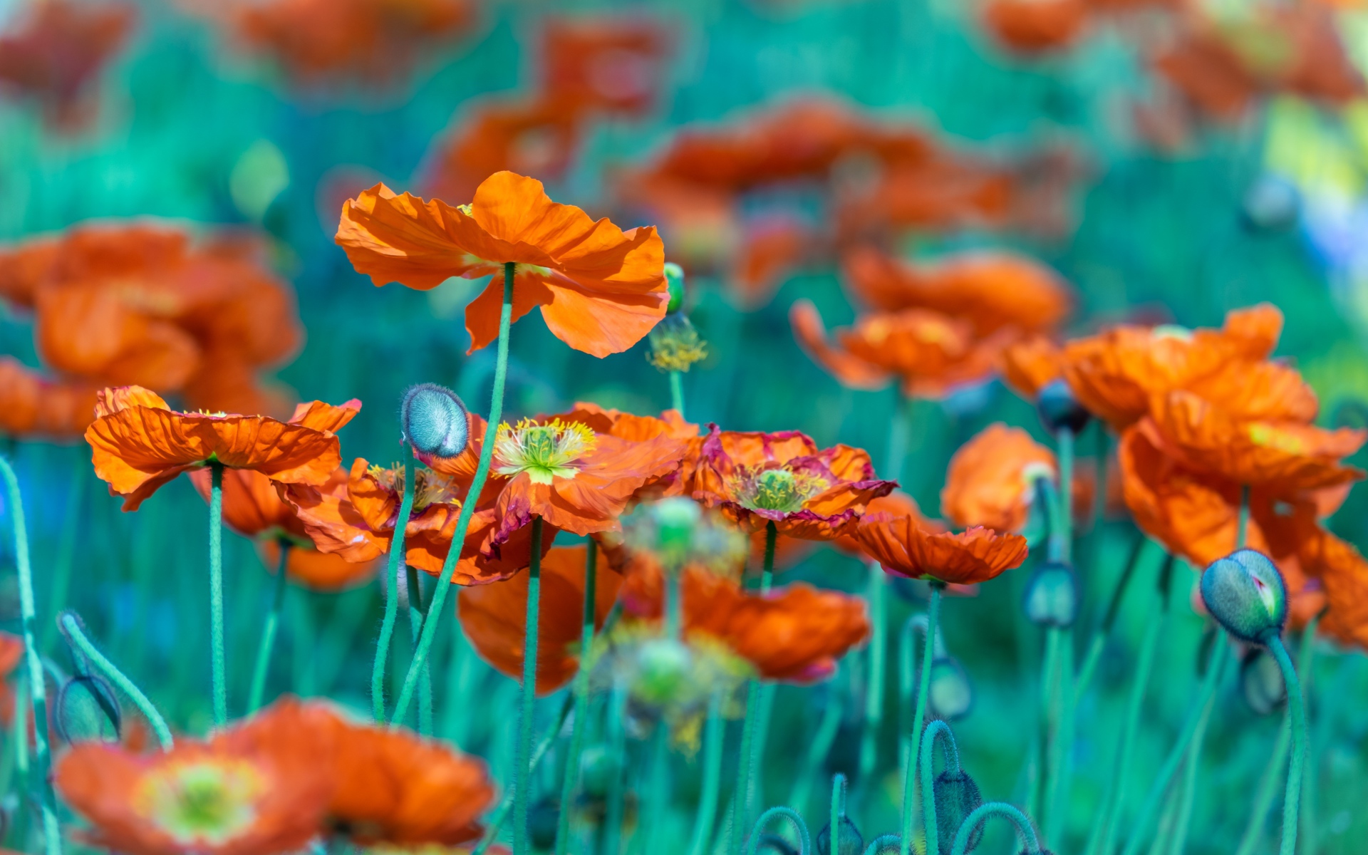 Много оранжевых цветов мака на клумбе