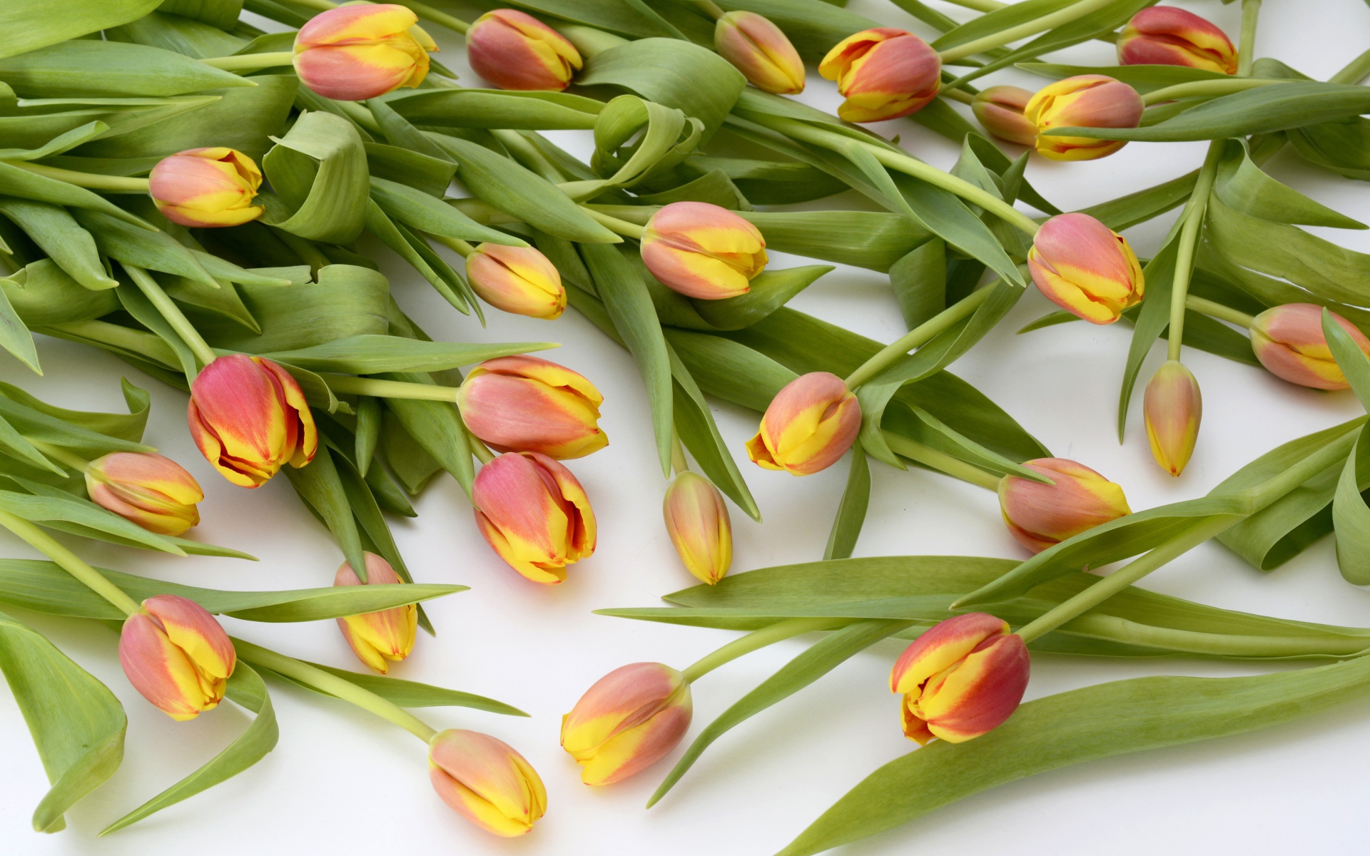 Много оранжевых тюльпанов с зелеными листьями на белом фоне