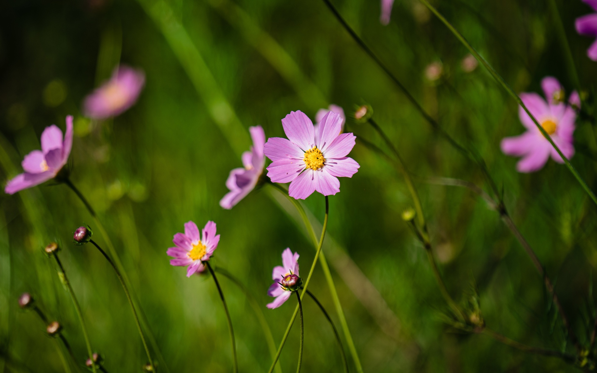Много розовых цветов космеи на поле 