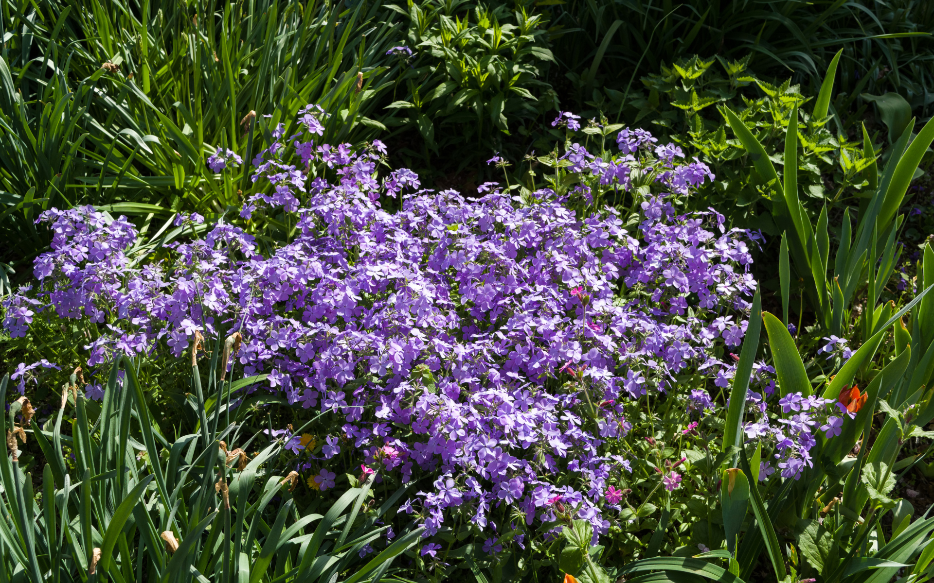 Много фиолетовых мелких цветов в зеленой траве 