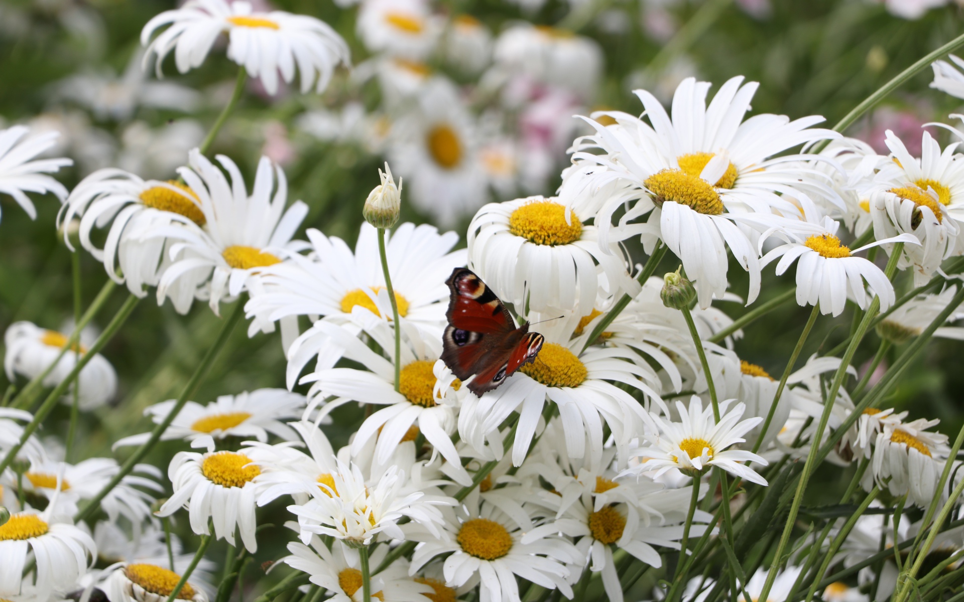 Много летних белых ромашек на поле с бабочкой
