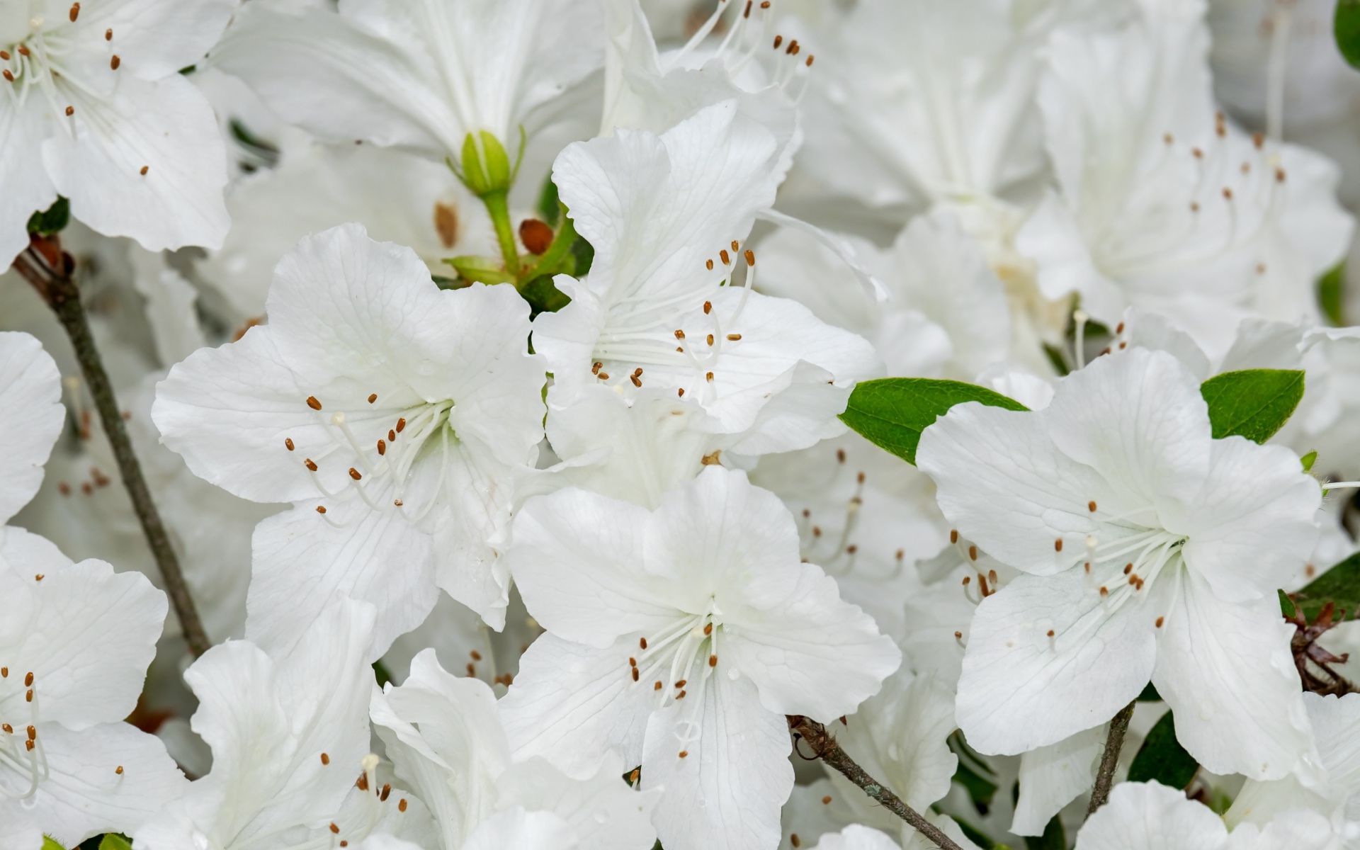 Много белых цветов азалии крупным планом