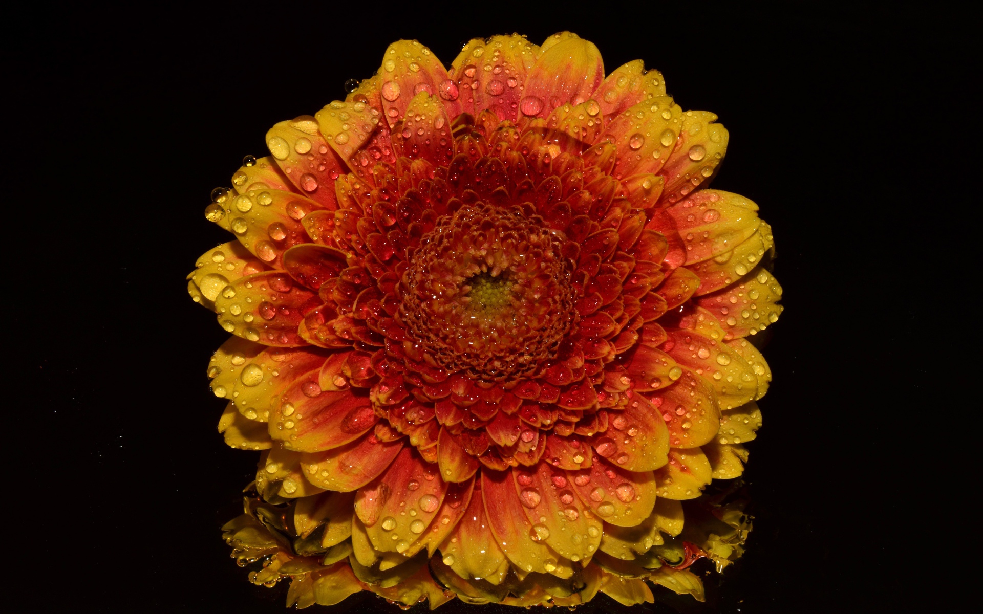 Оранжевый цветок хризантемы в каплях росы на черном фоне