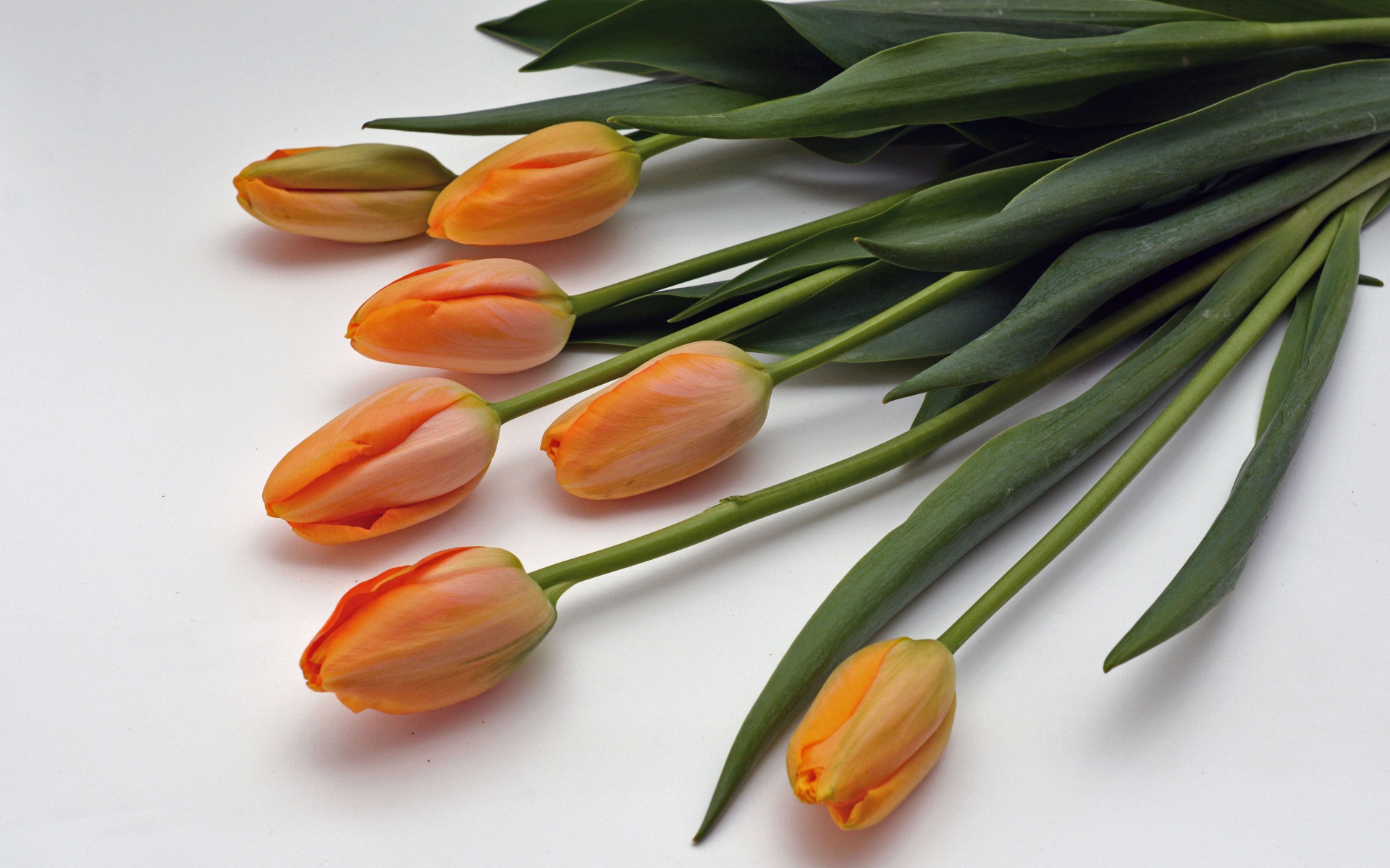 Оранжевые цветы тюльпаны с зелеными листьями на белом фоне