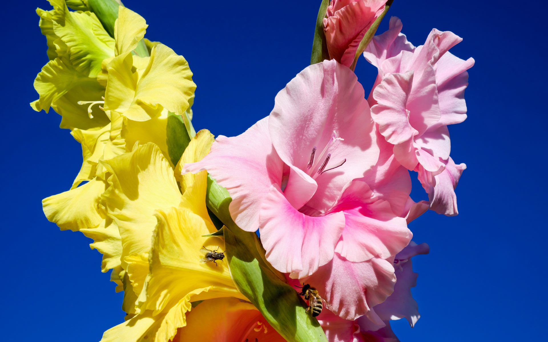 Розовые и желтые цветы гладиолуса на фоне неба