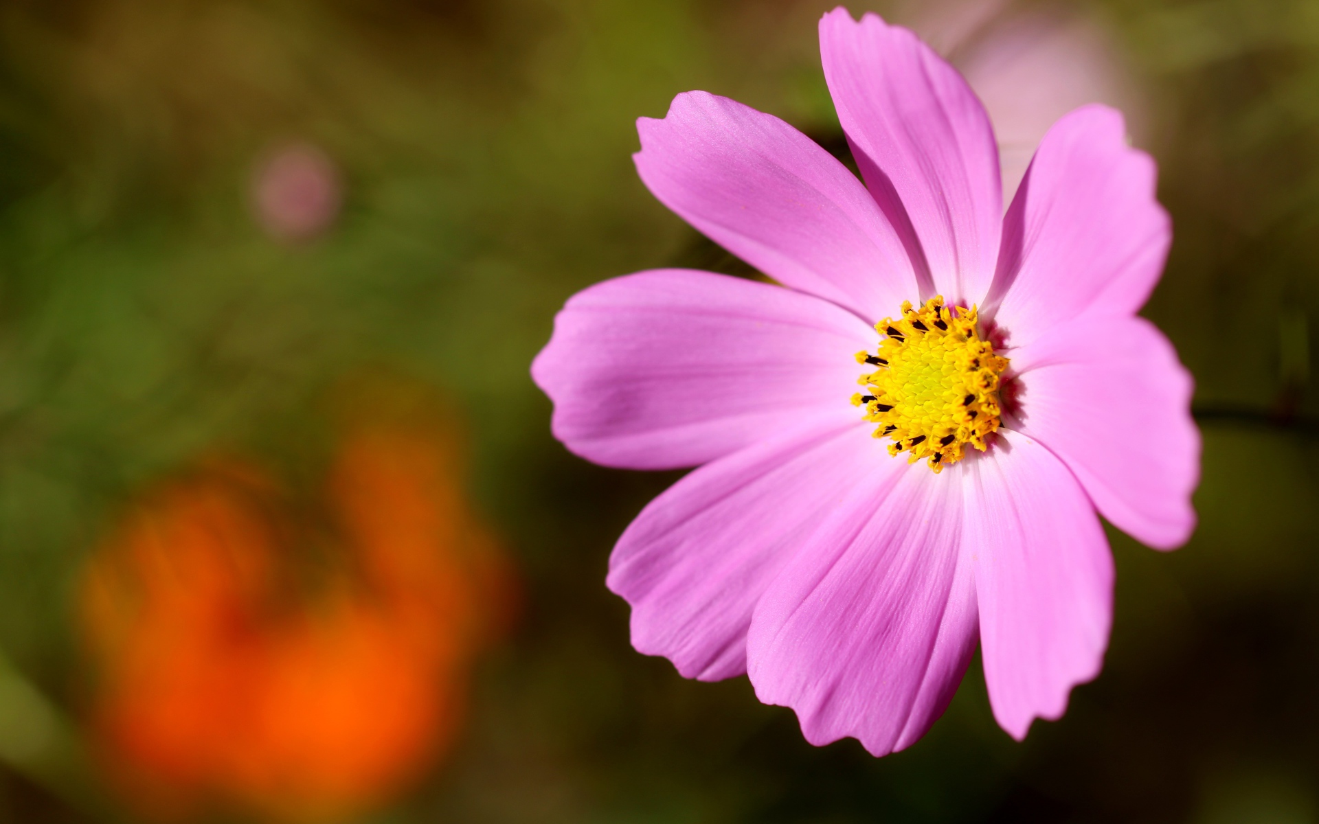 Розовый цветок космеи с желтой серединкой 