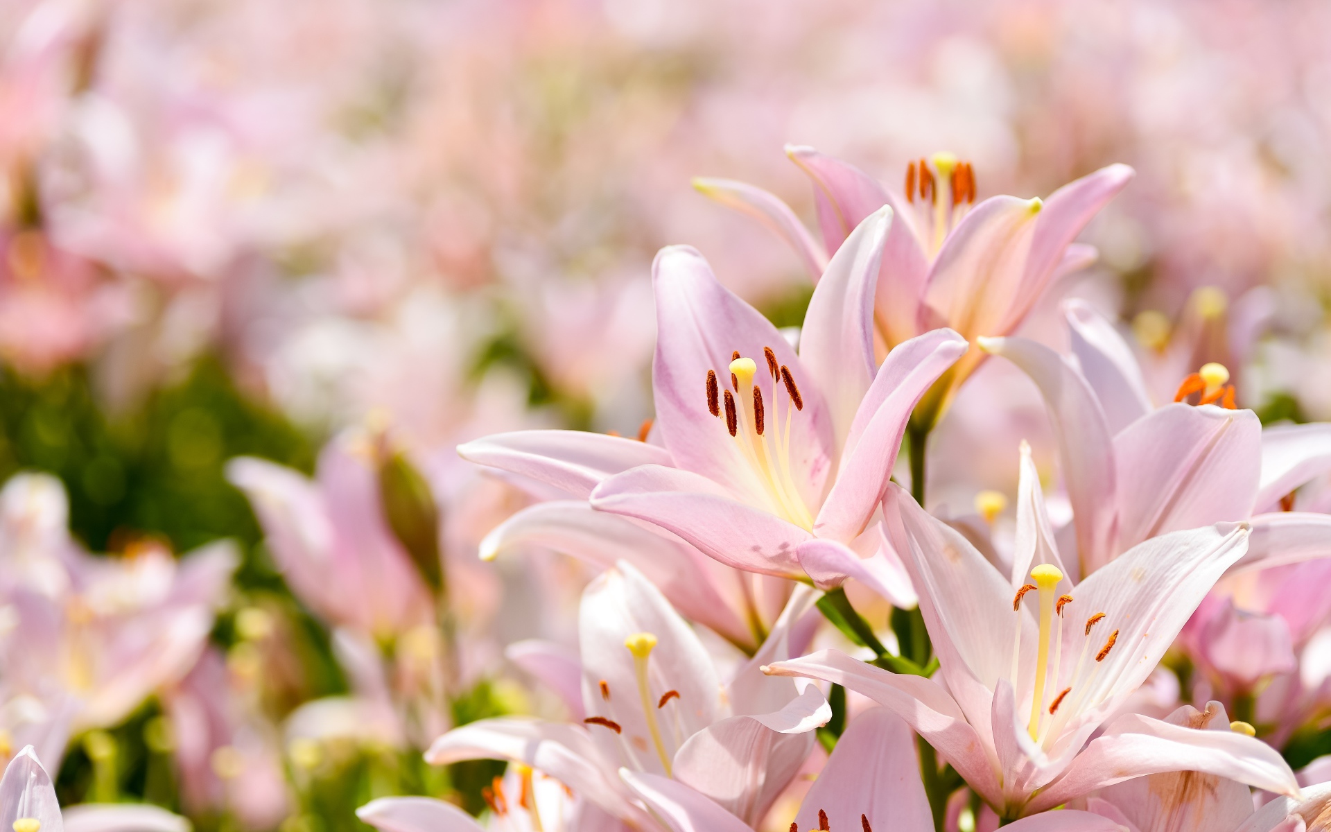 Розовые цветы нежной лилии крупным планом 