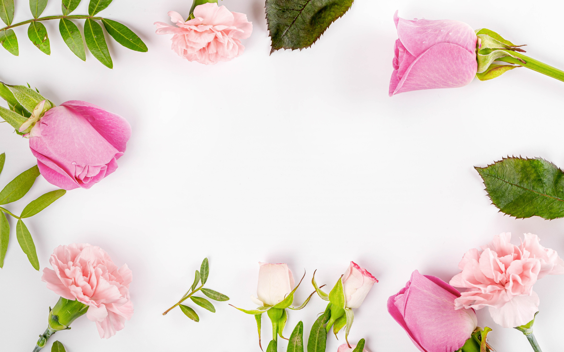 Розовые цветы розы и гвоздики на белом фоне