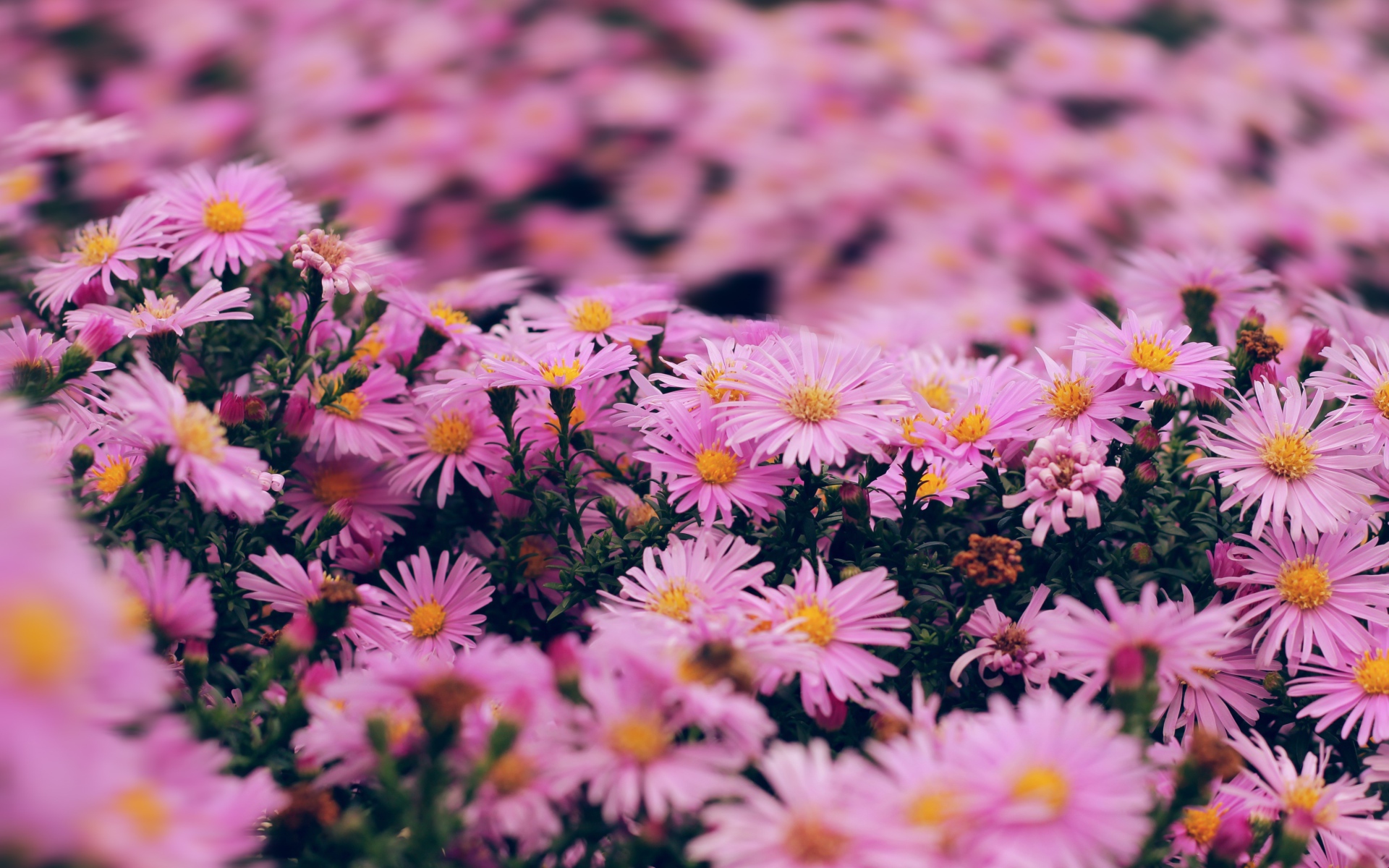 Розовые цветы сентябринка крупным планом 