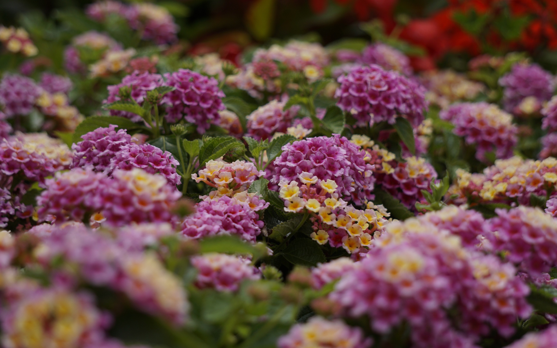 Розовый цветы Лантана на клумбе 