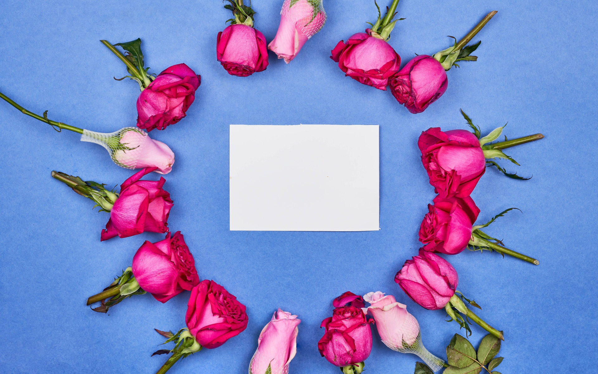 Бутоны розовых роз с белым листом бумаги на голубом фоне