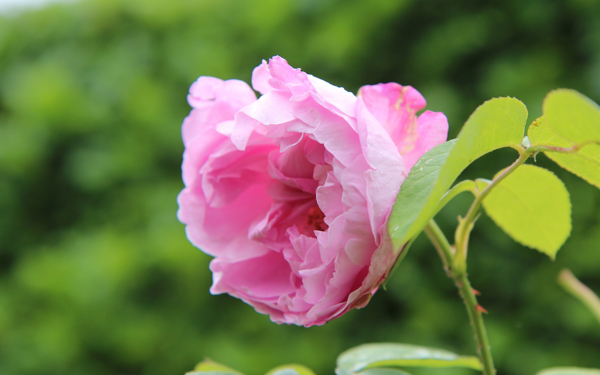 Розовая роза на колючей ветке в саду 