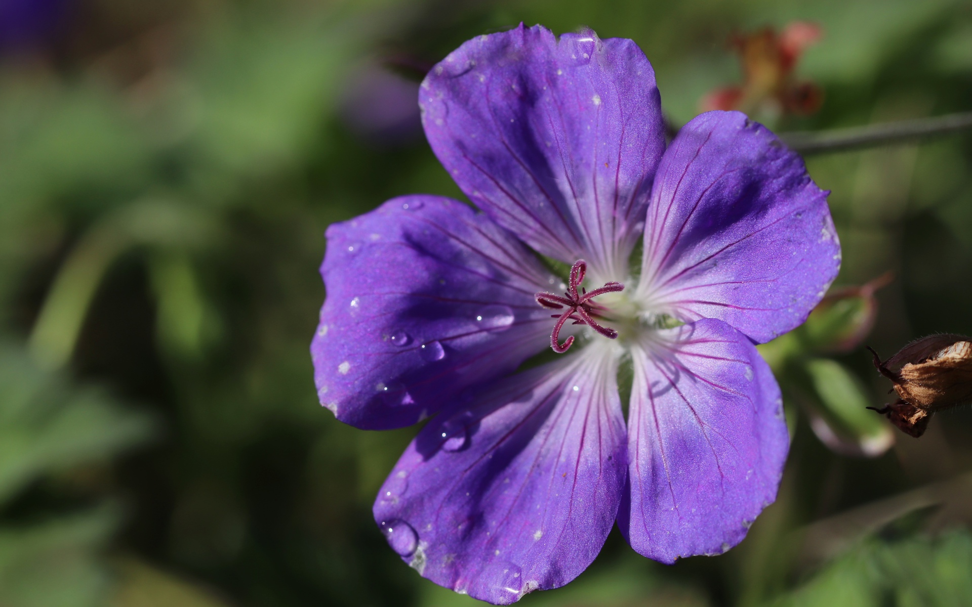 Фиолетовый  красивый цветок герани крупным планом