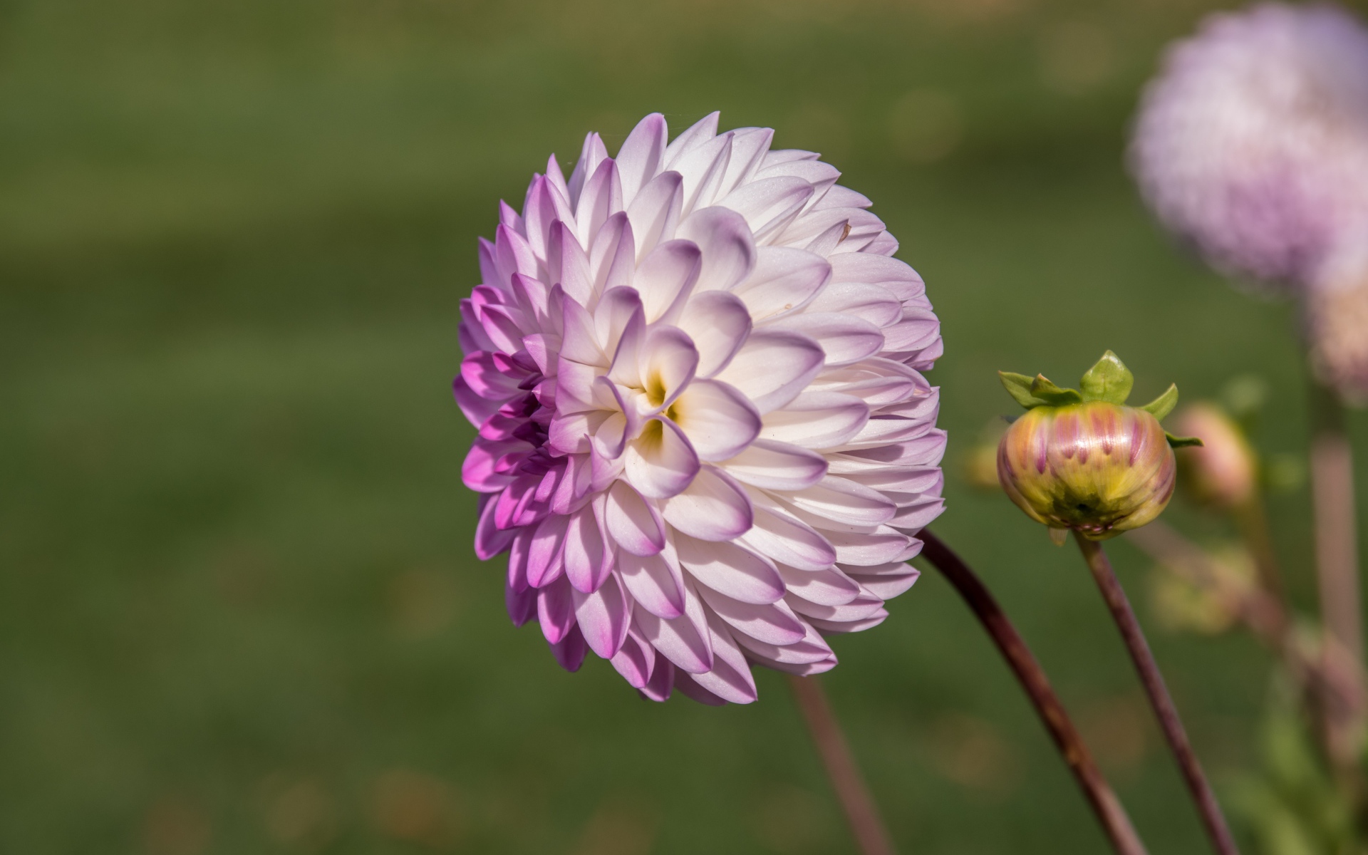 Фиолетовый цветок георгина с бутоном на клумбе