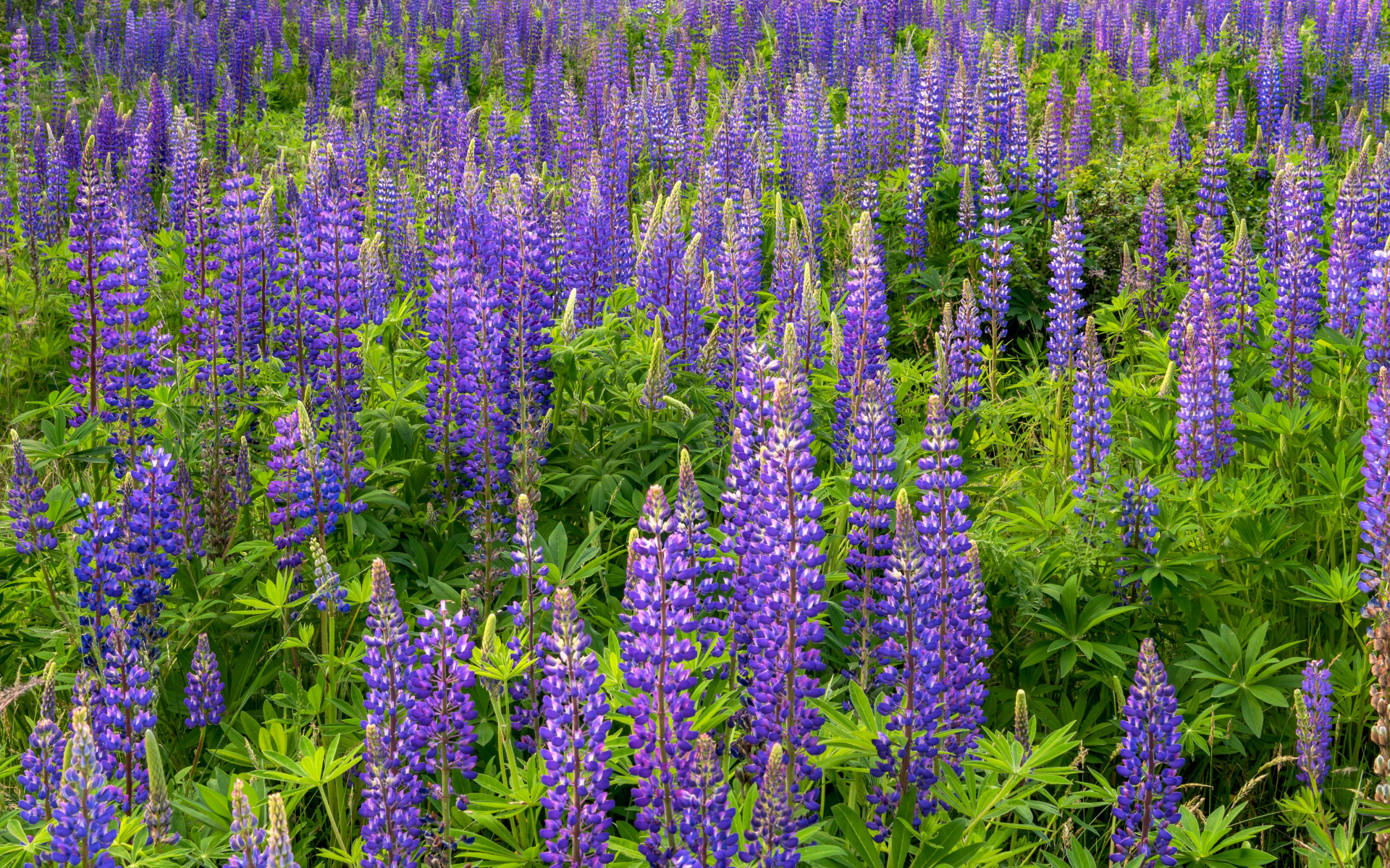 Фиолетовые цветы люпина с зелеными листьями на поле 