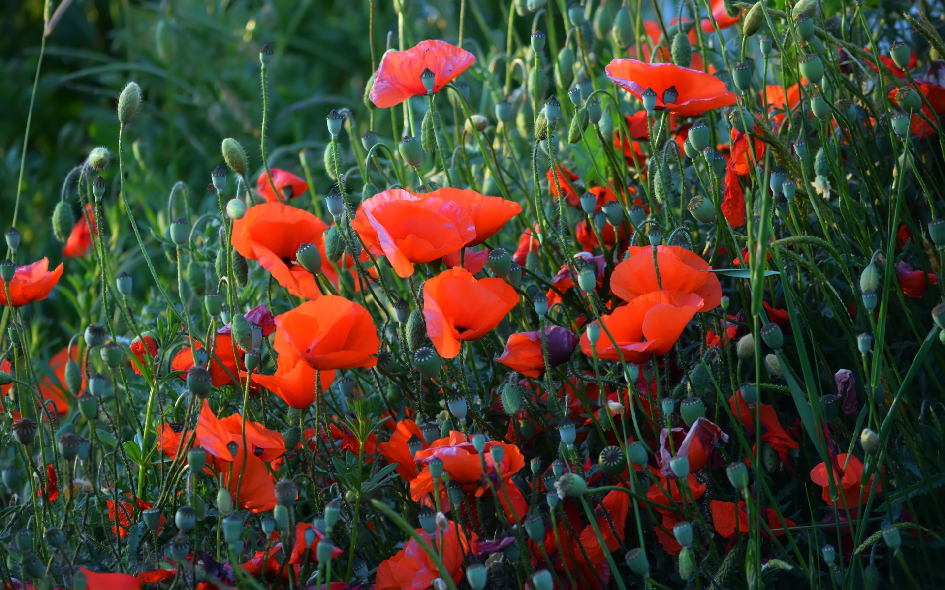 Красные полевые маки с бутонами летом