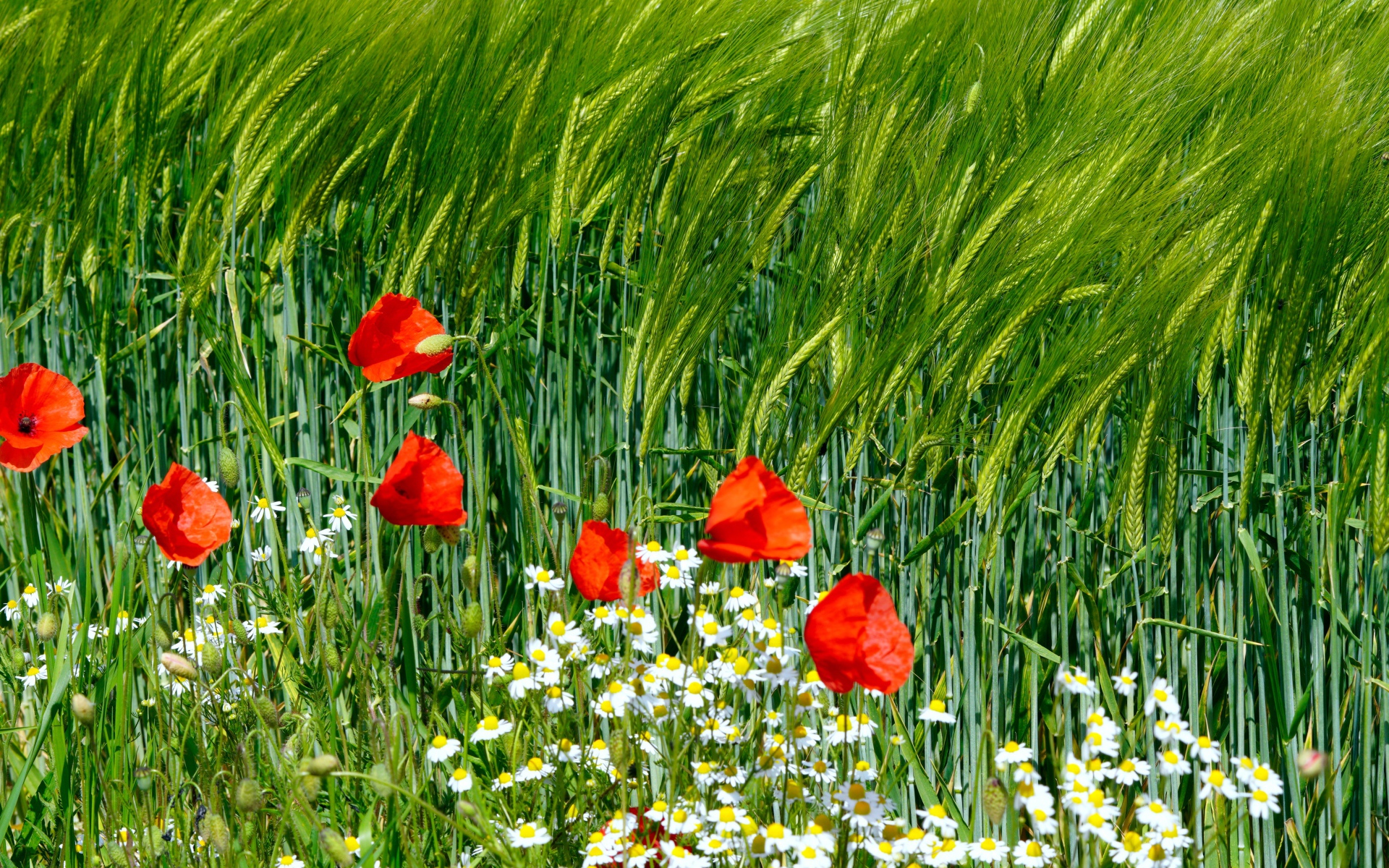 Красные маки и белые ромашки на поле с пшеницей 