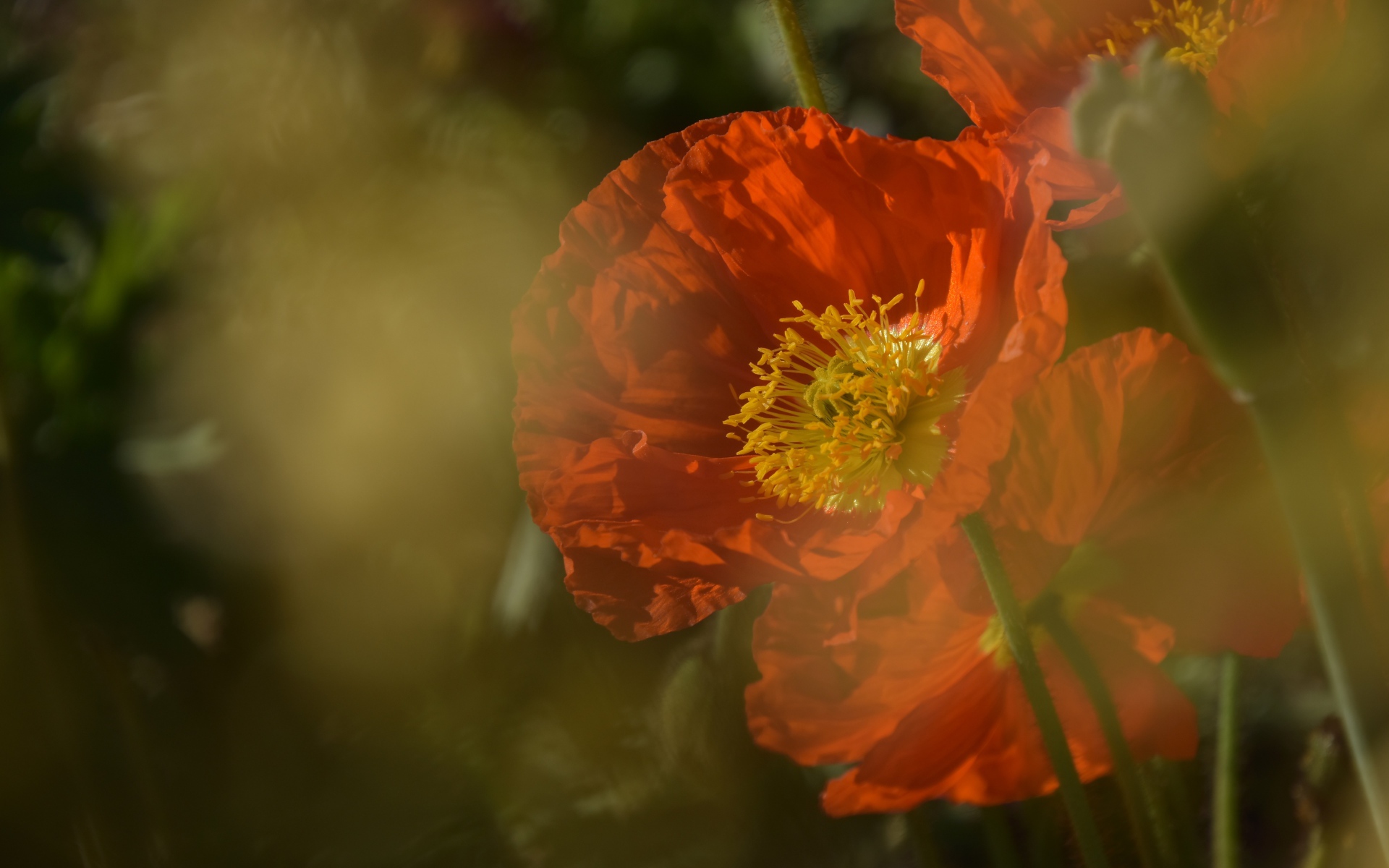 Красный мак в тумане на клумбе 