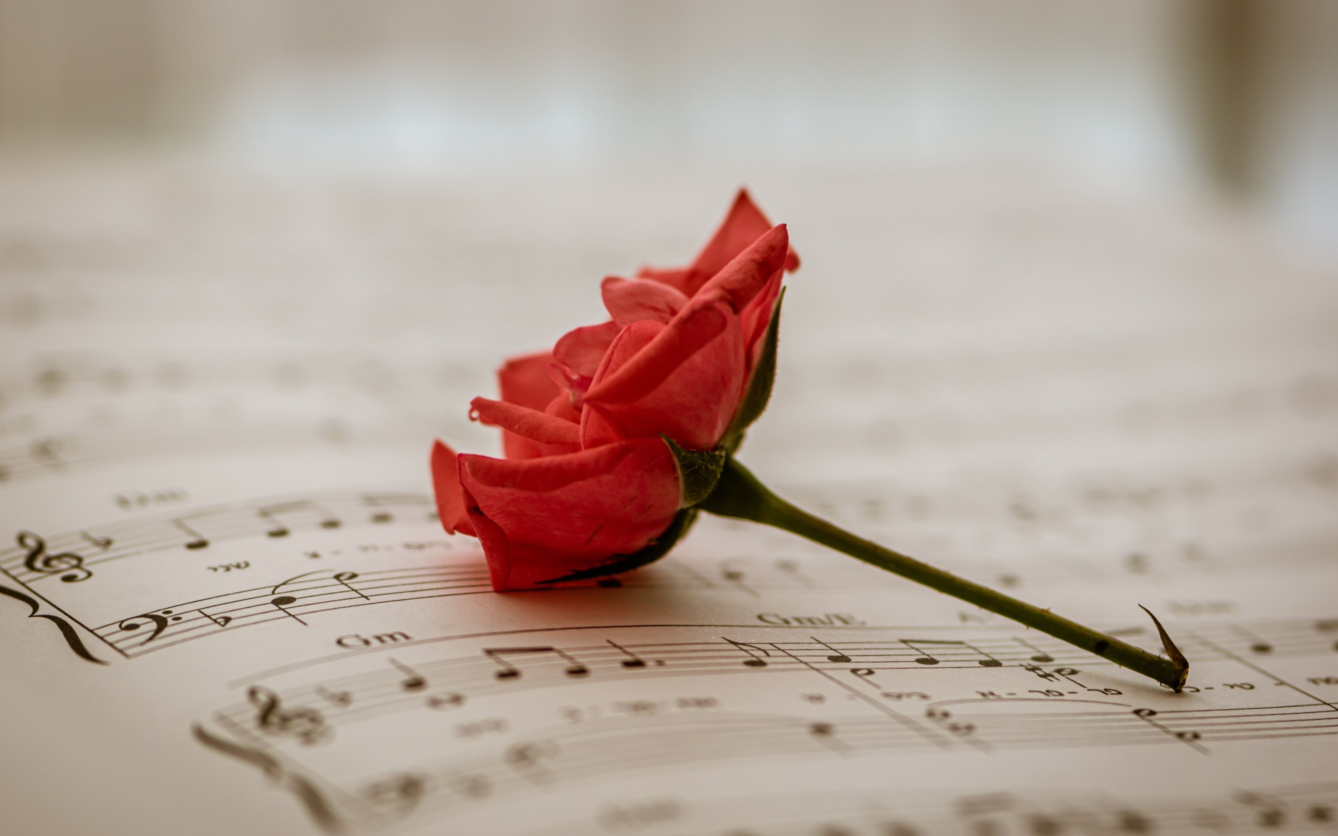 Красная роза на нотной тетради 