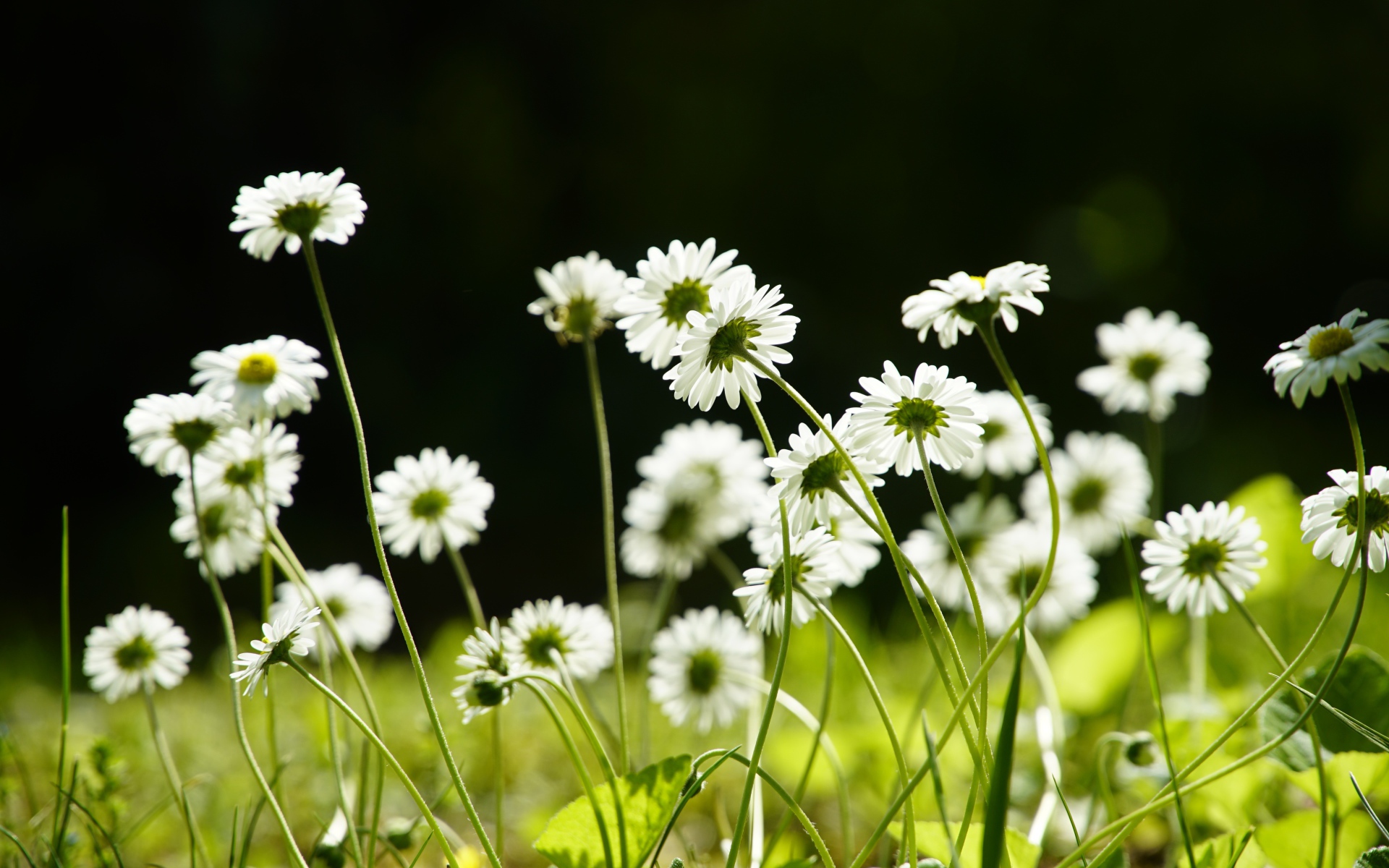 Маленькие белые ромашки на поле 