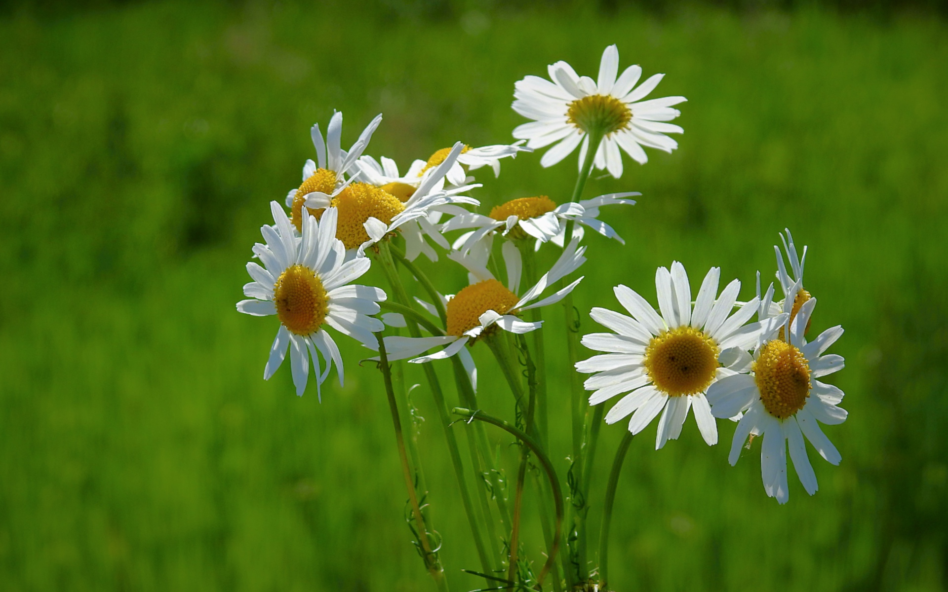 Маленькие белые полевые ромашки на зеленом фоне