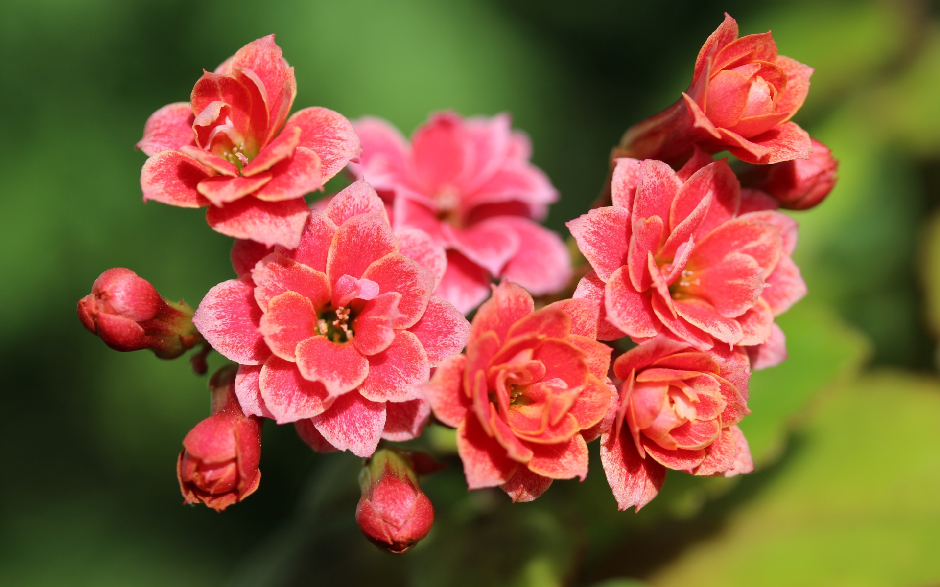 Сочные розовые цветы каланхоэ