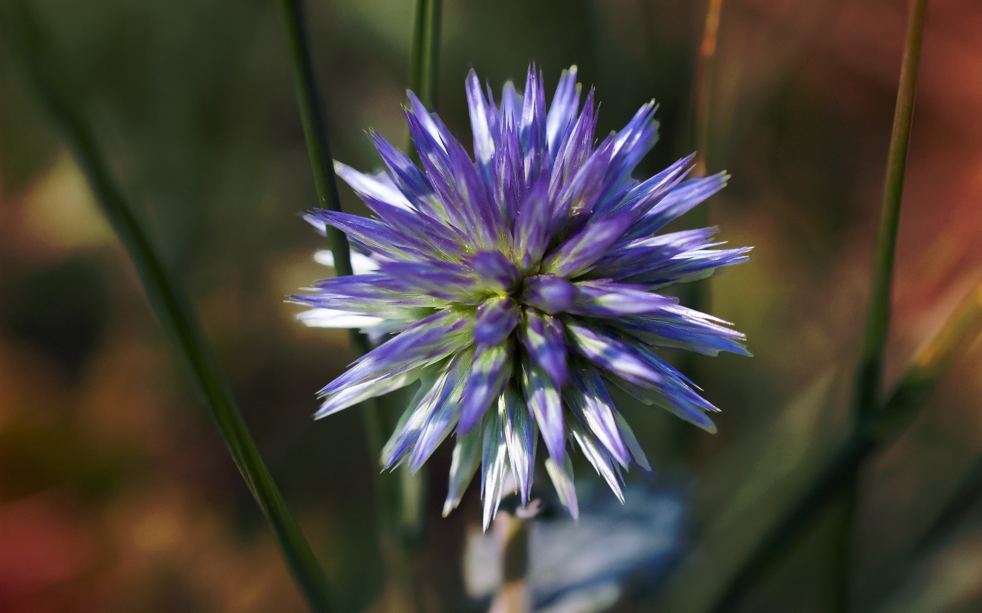 Цветок чертополоха крупным планом 