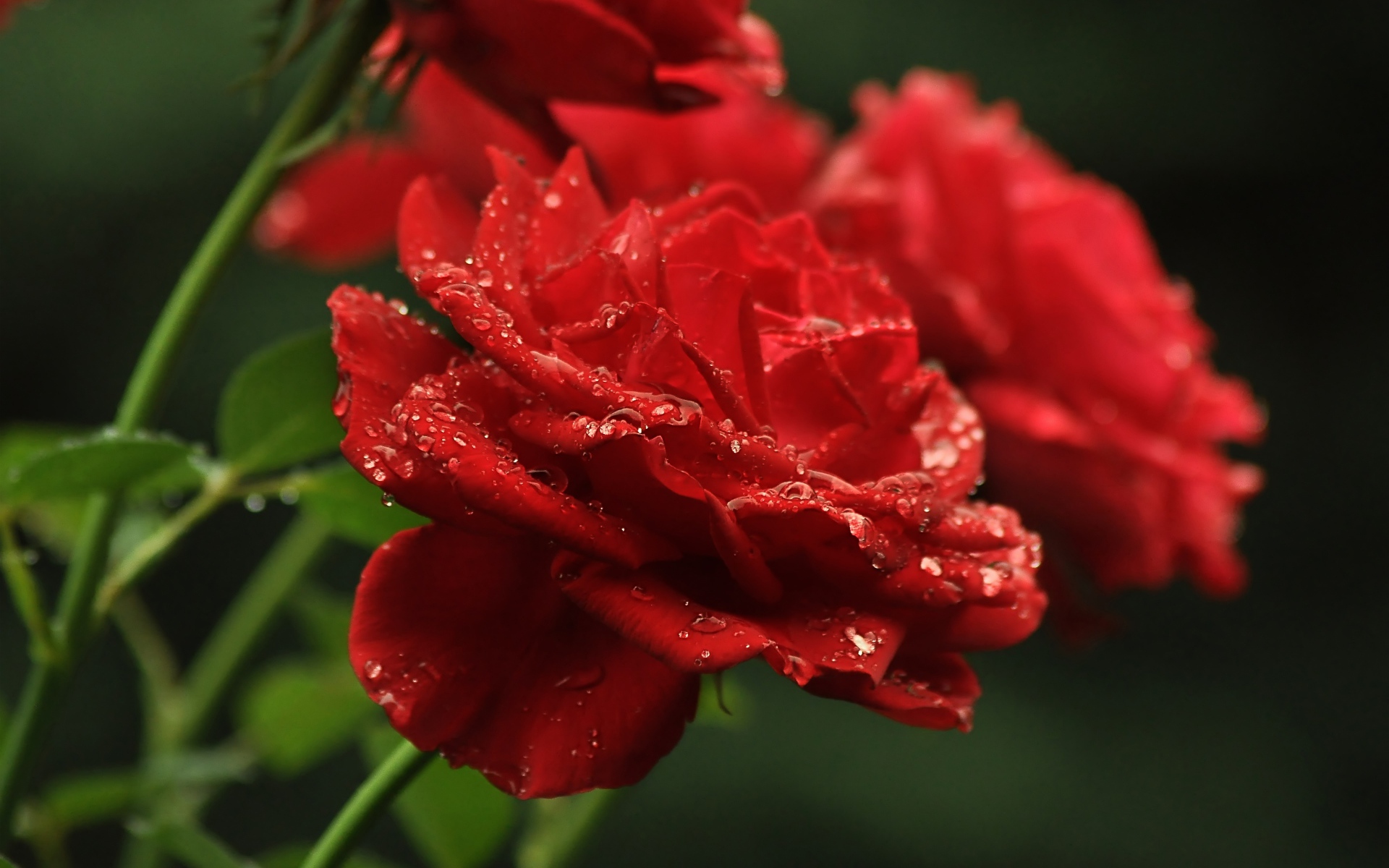 Три алые розы в каплях росы