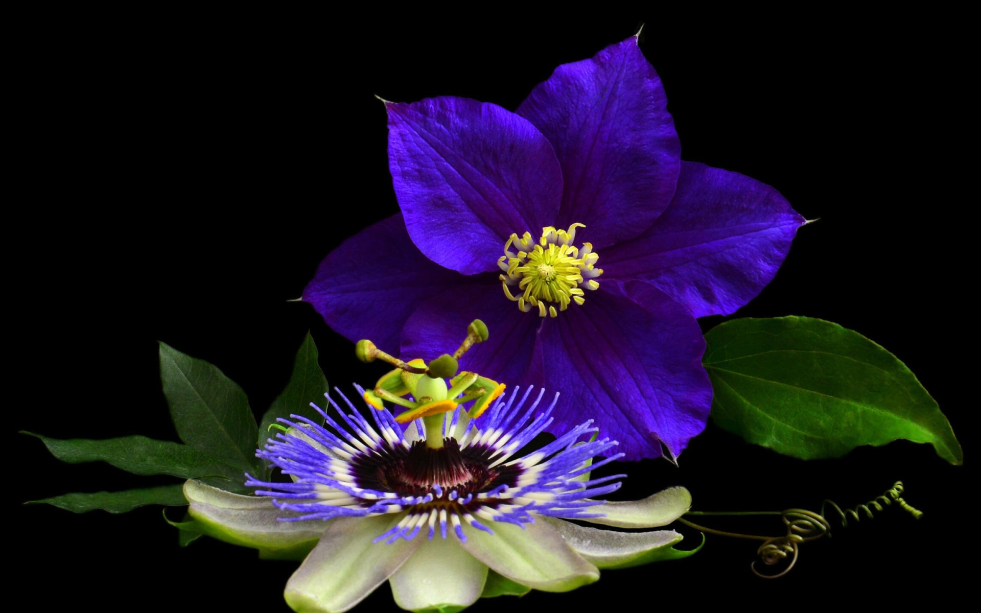 Два красивых цветка клематиса на черном фоне