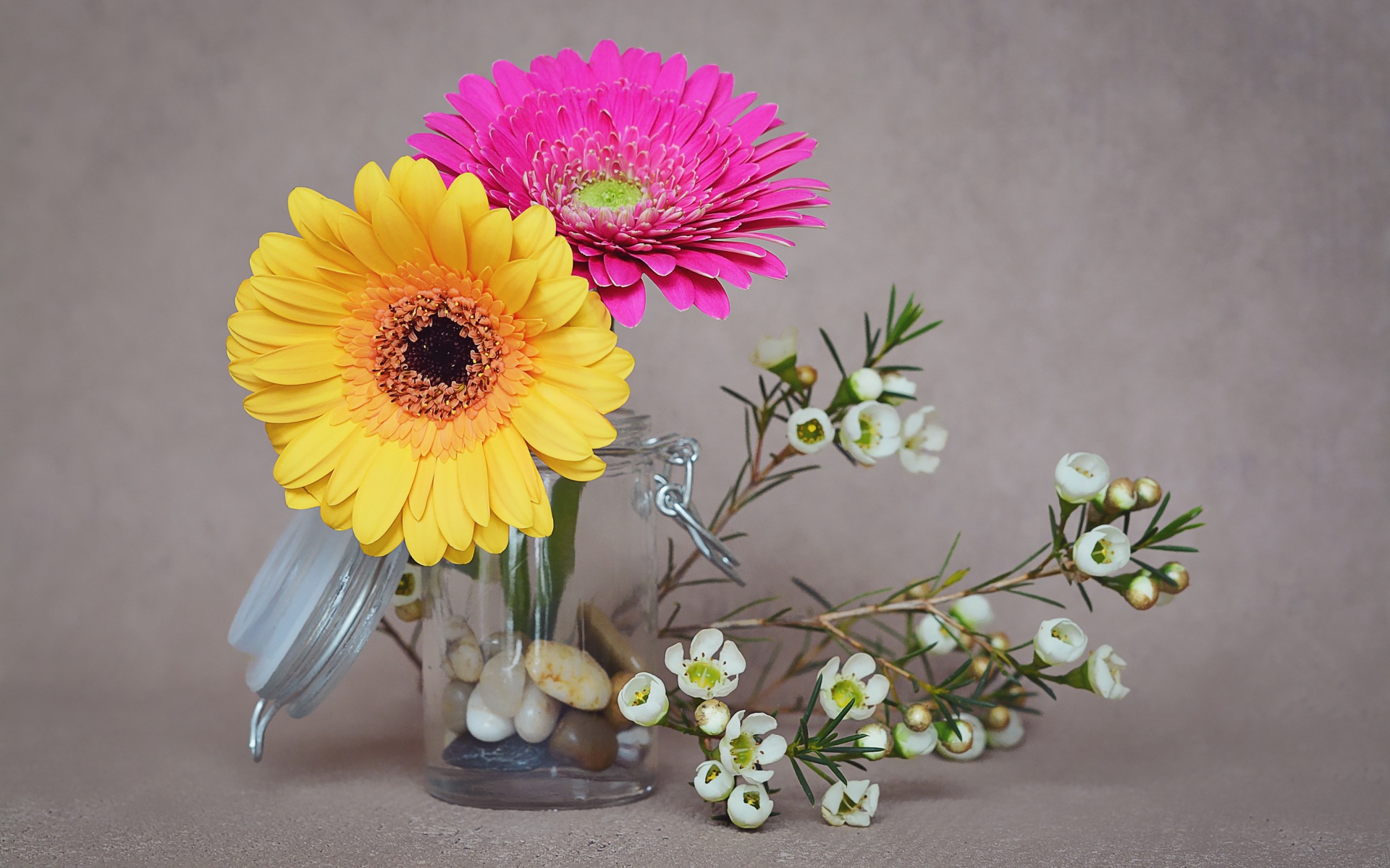 Два цветка герберы с белыми на сером фоне