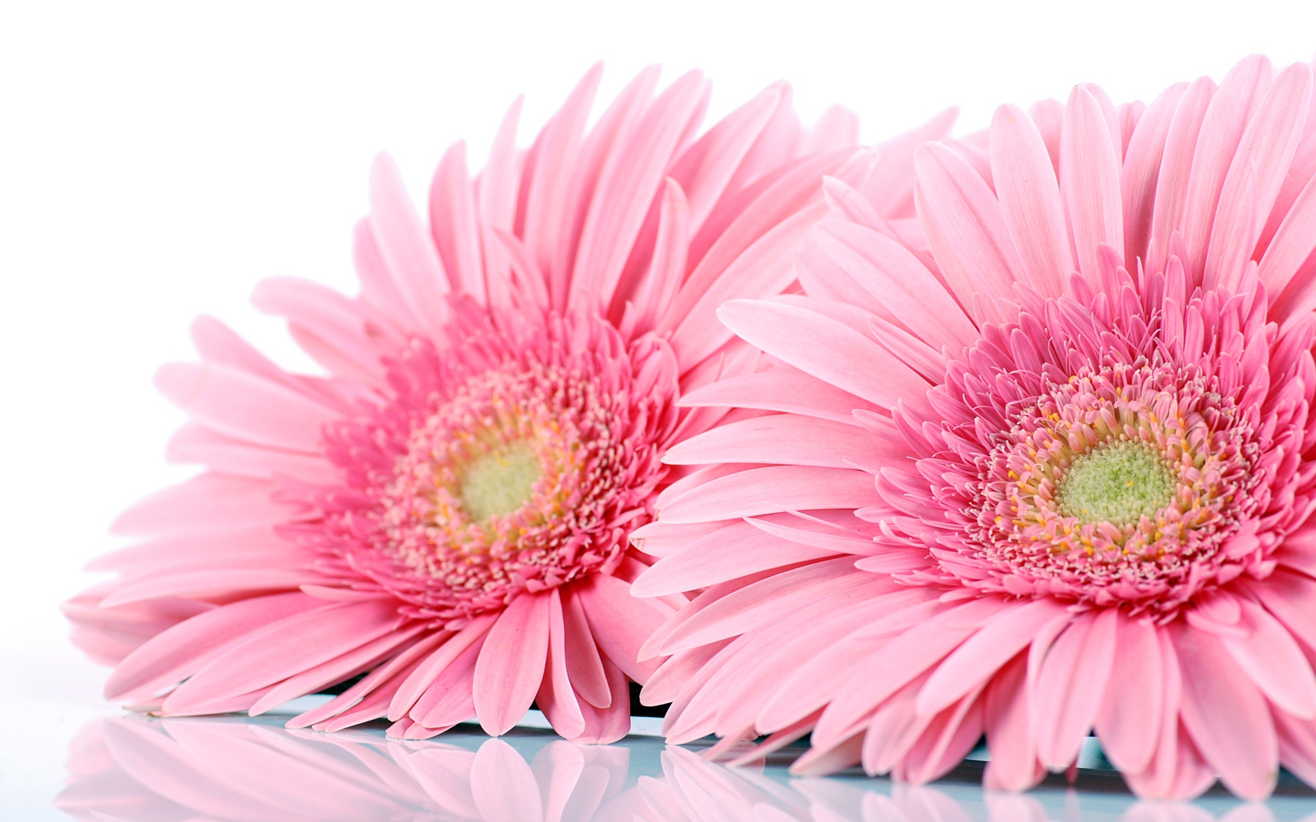 Два розовых цветка герберы на белом фоне