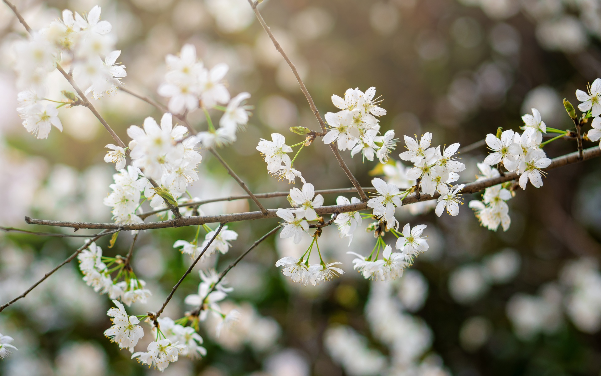 Белые цветы вишни на тонкой ветке