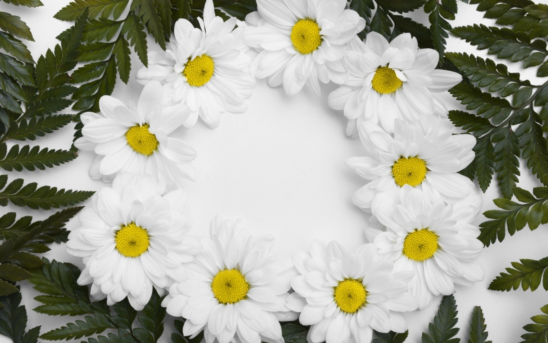 Белые цветы хризантемы с зелеными листьями на белом фоне 