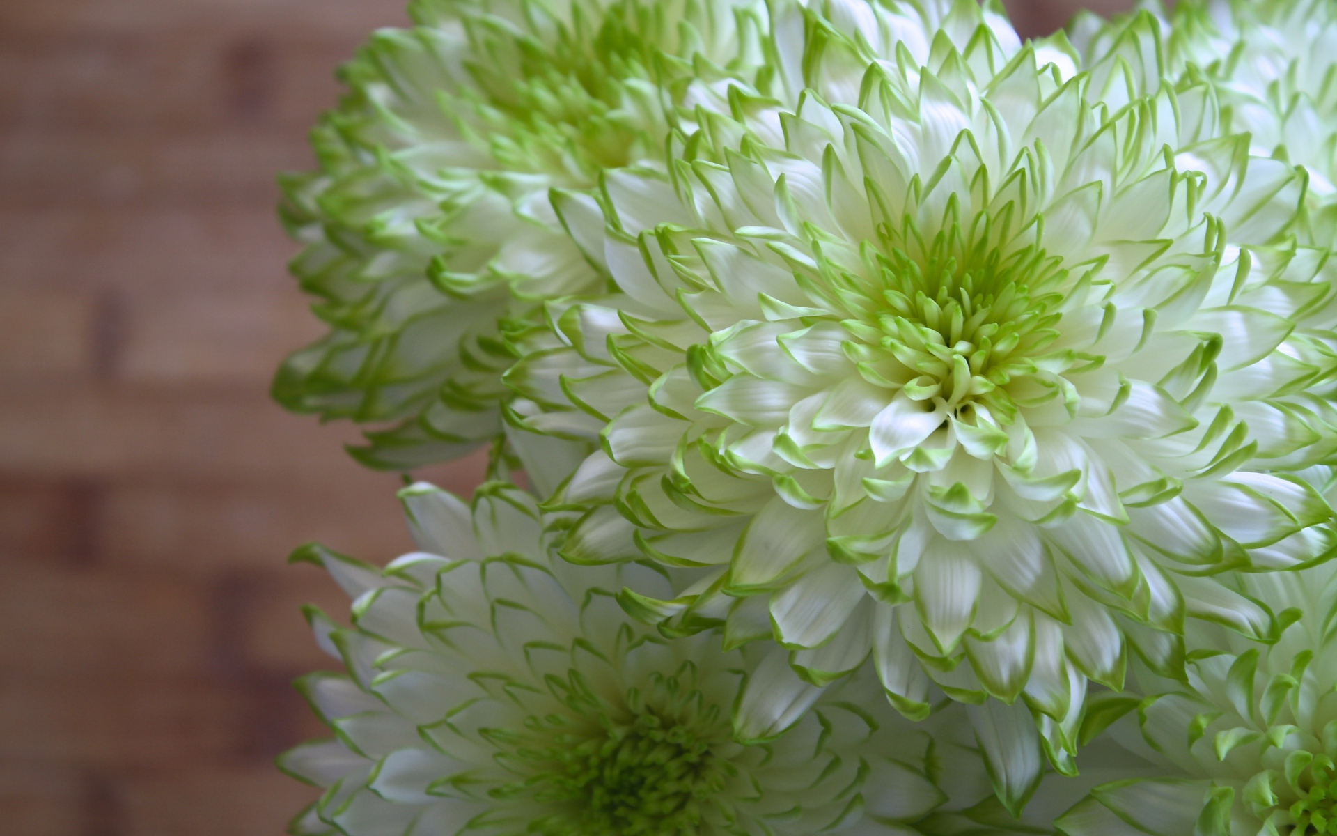 Белые хризантемы с зелеными краями на лепестках 