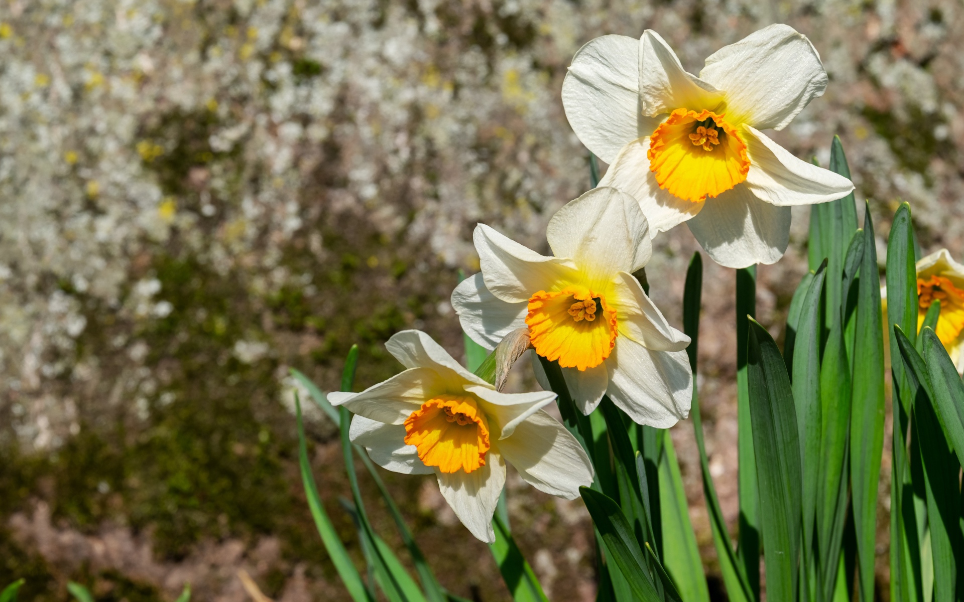Белые нарциссы с зелеными листьями на клумбе весной
