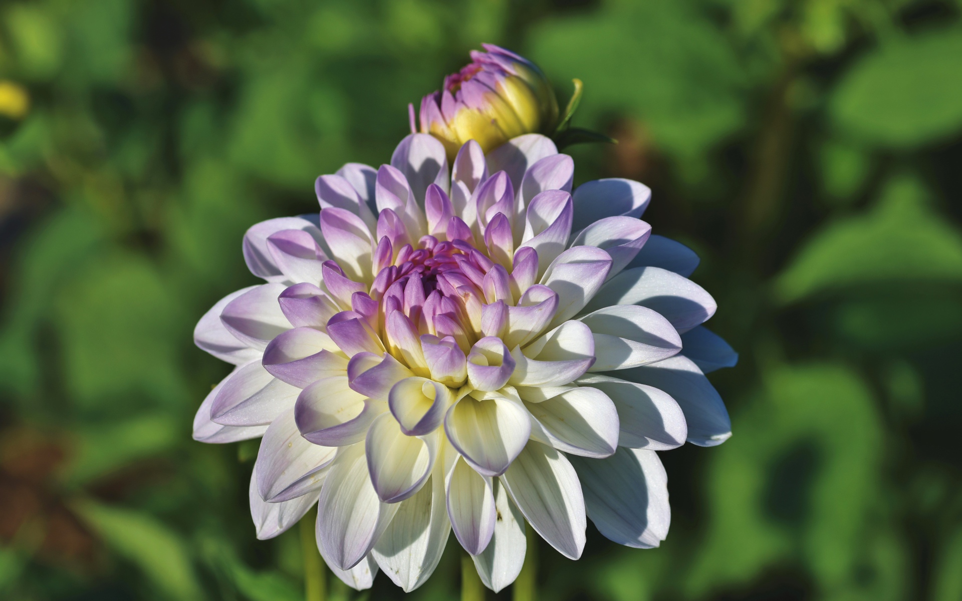 Белый цветок георгина с фиолетовой серединкой