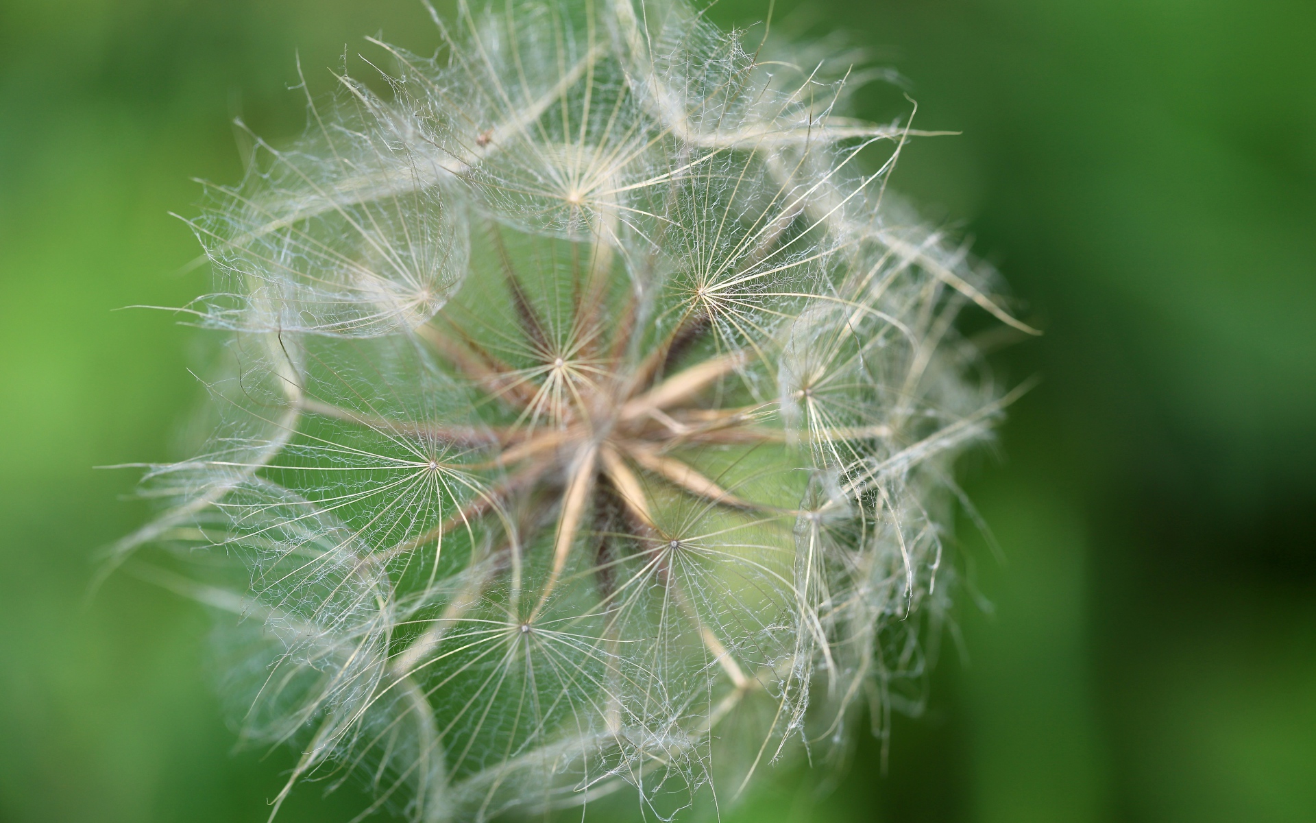 Белые семена одуванчика крупным планом