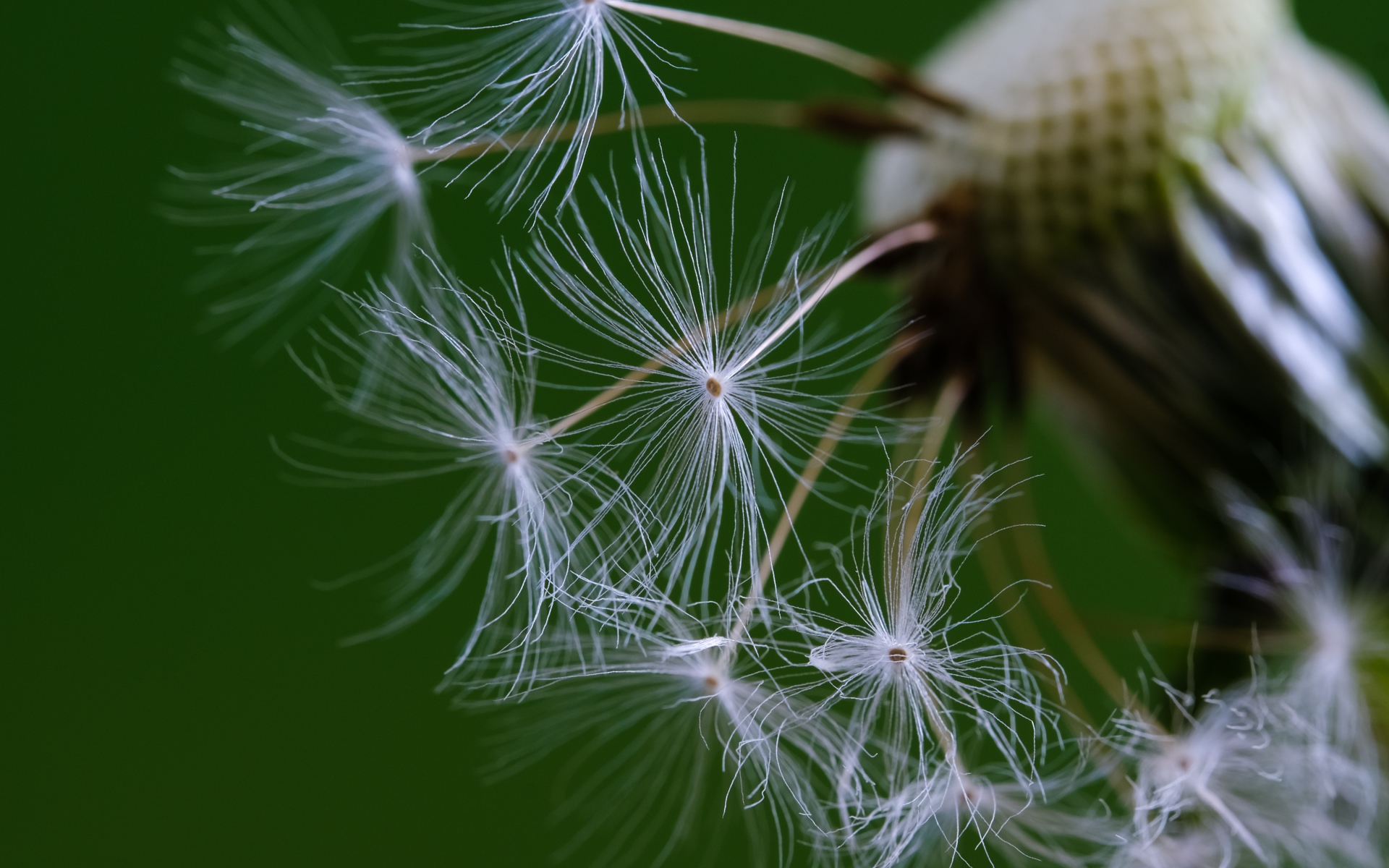 Белые семена одуванчика на зеленом фоне 