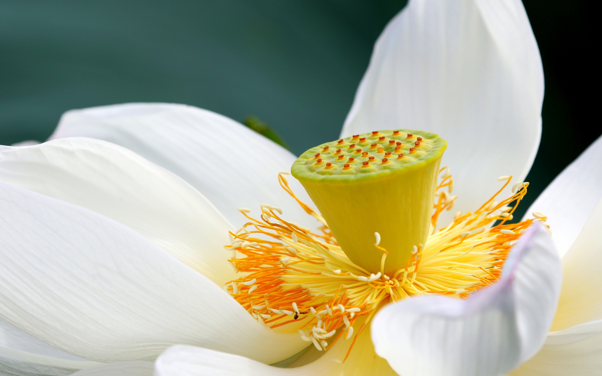 Белый цветок лотоса с крупной серединой 