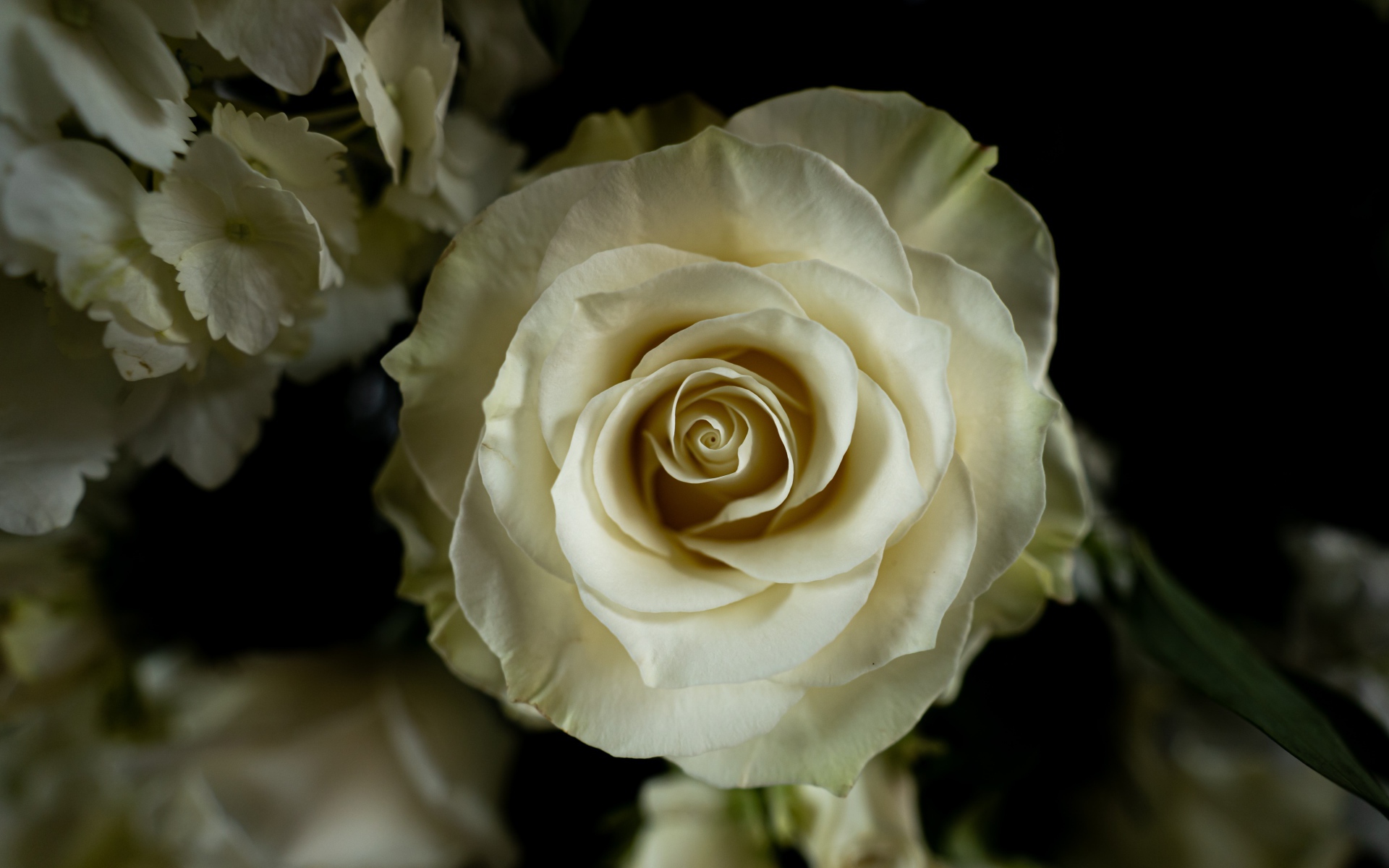 Белая роза с цветами  гортензии на черном фоне