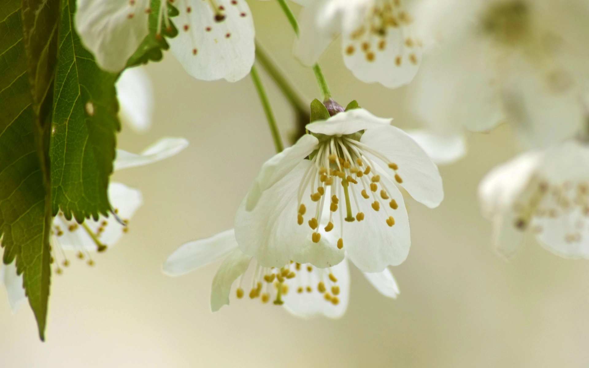 Белые весенние цветы вишни с зелеными листьями 